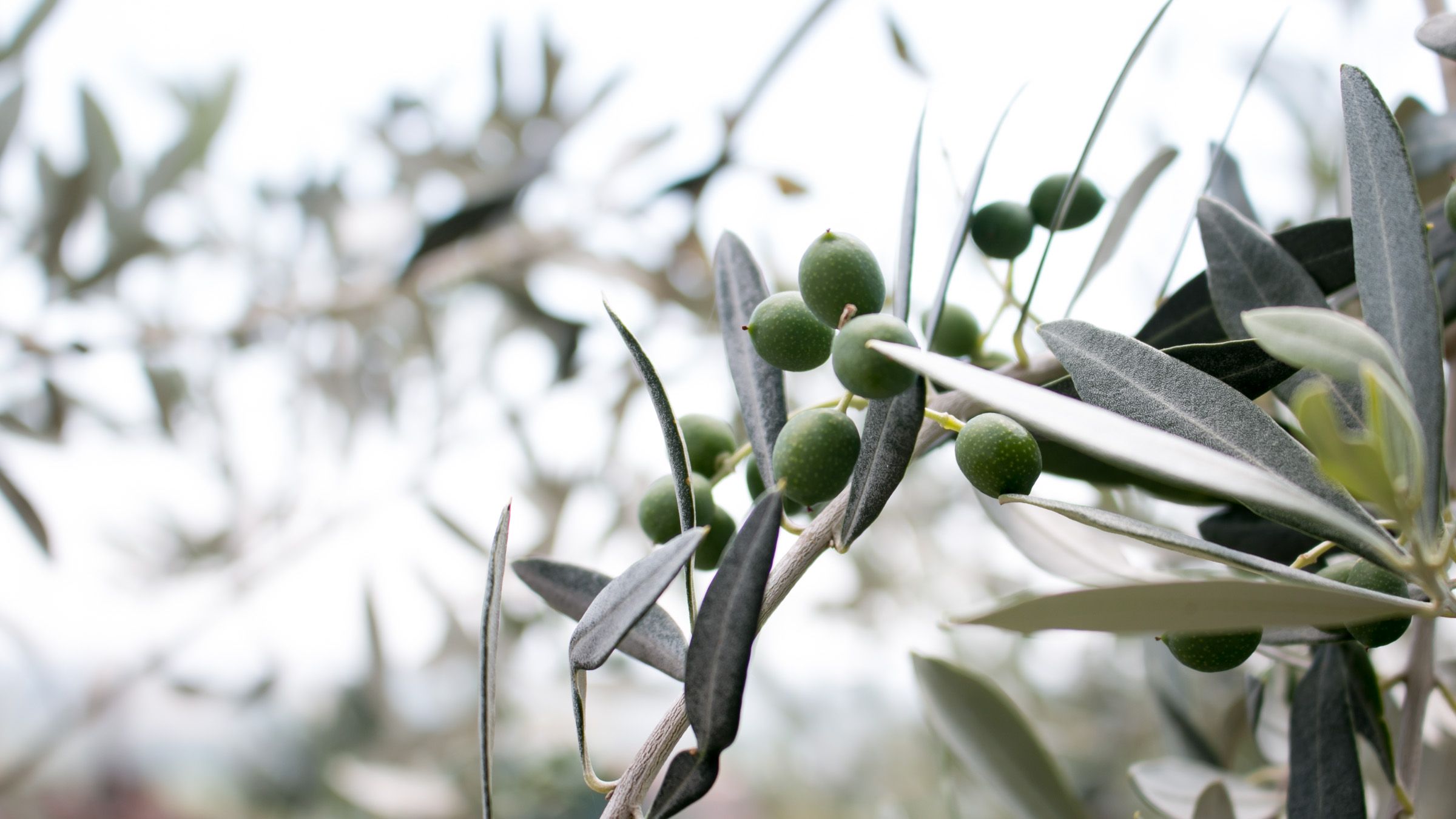 Olive Branch - Italy