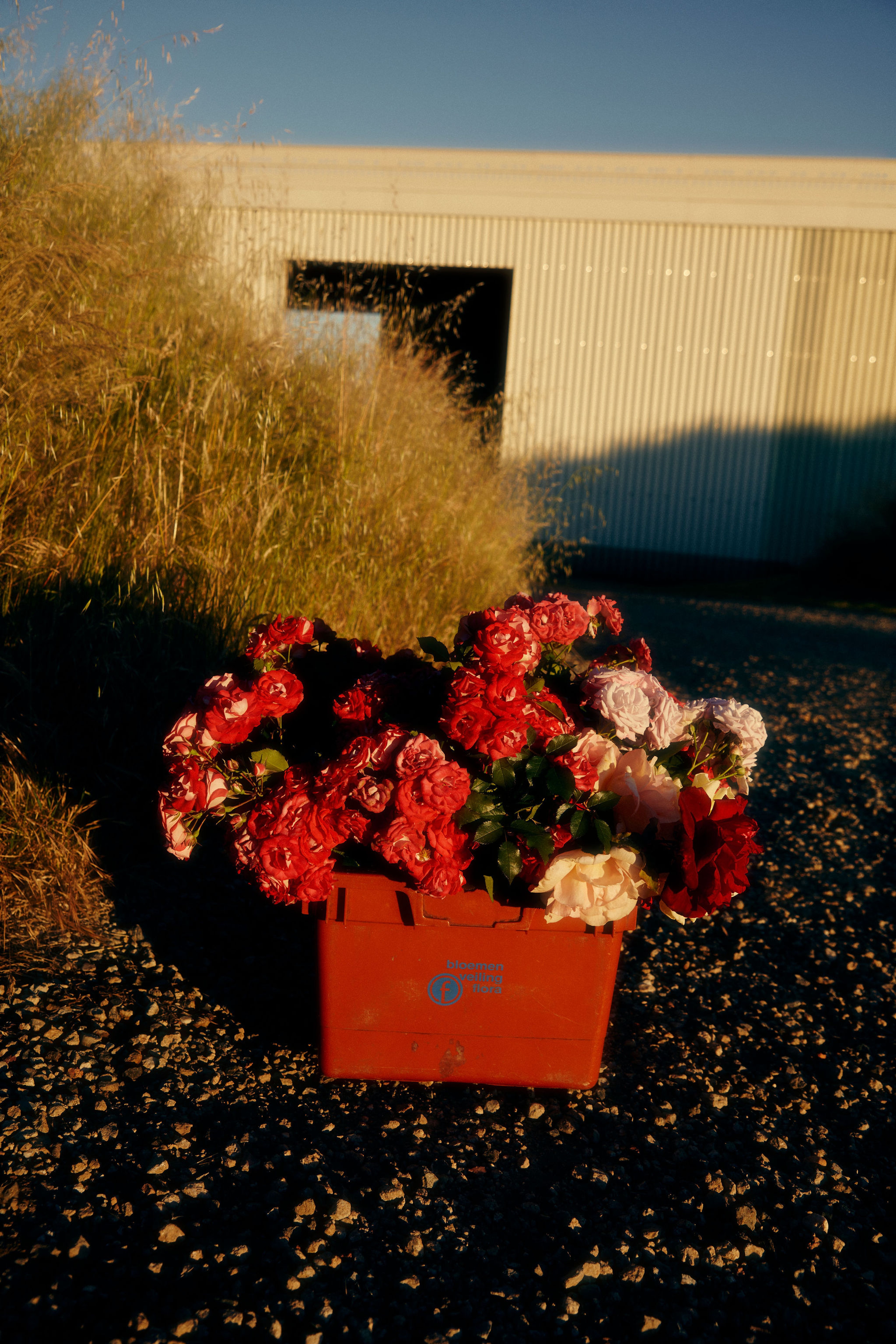 a pot of flowers