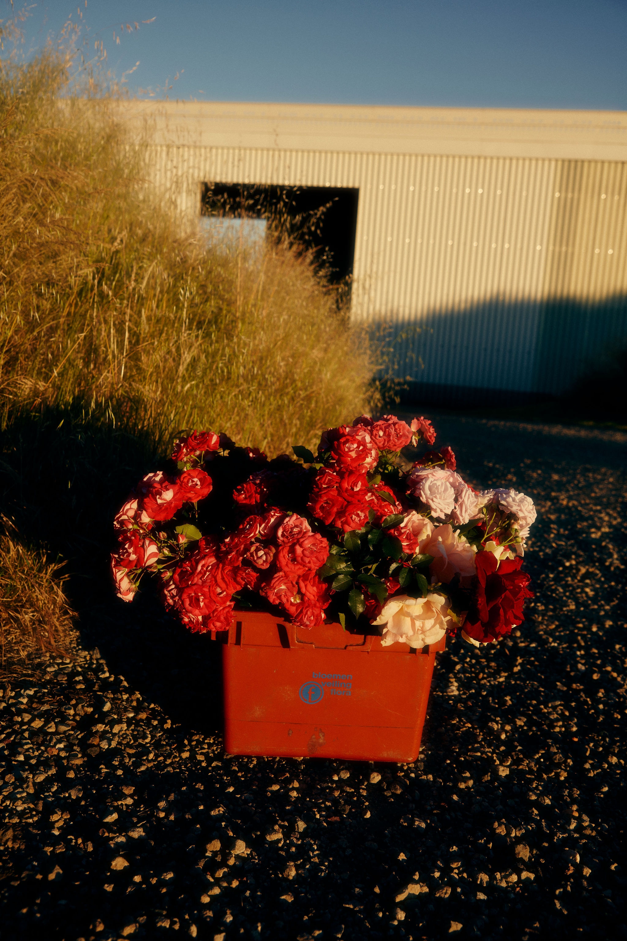 a pot of flowers