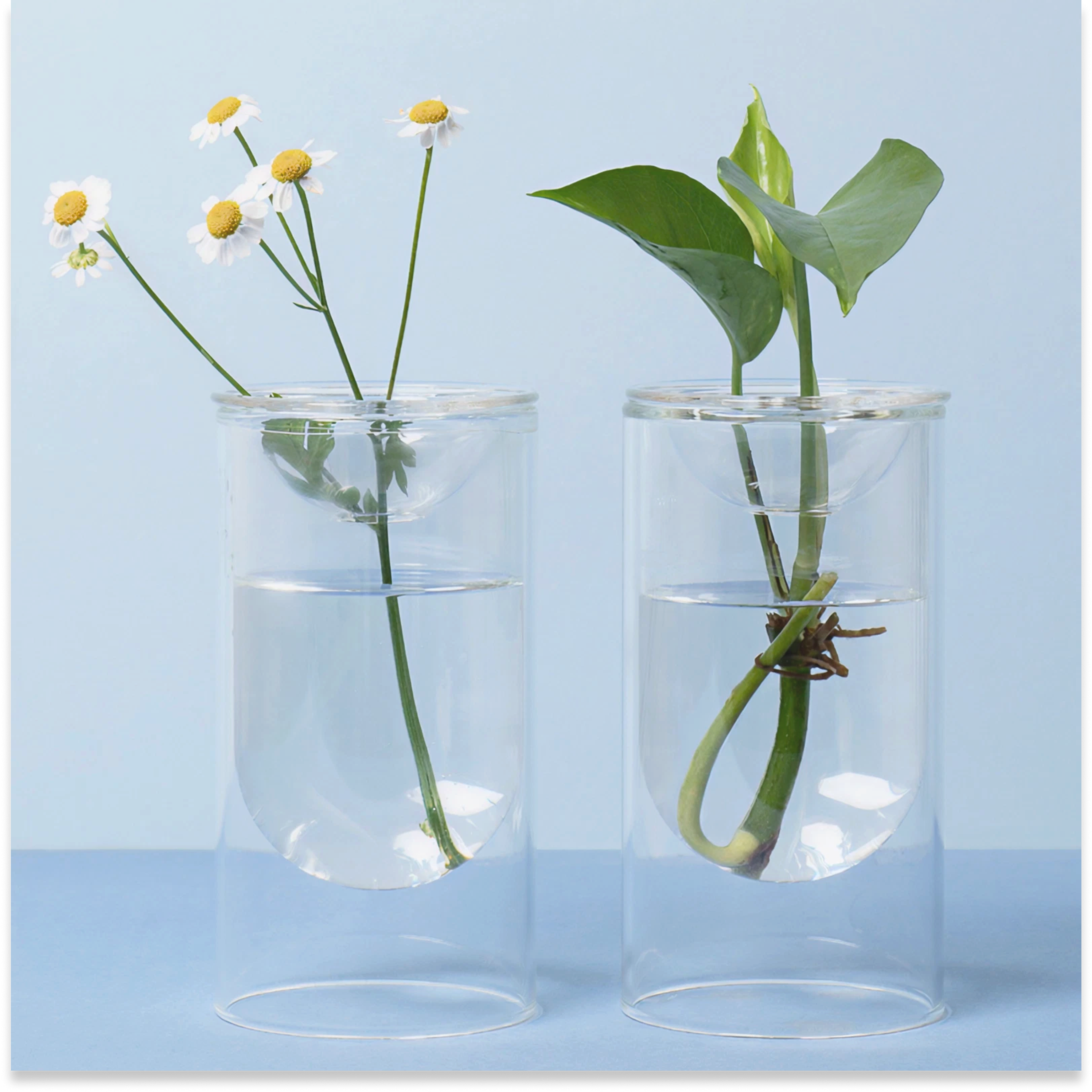 glasses of water