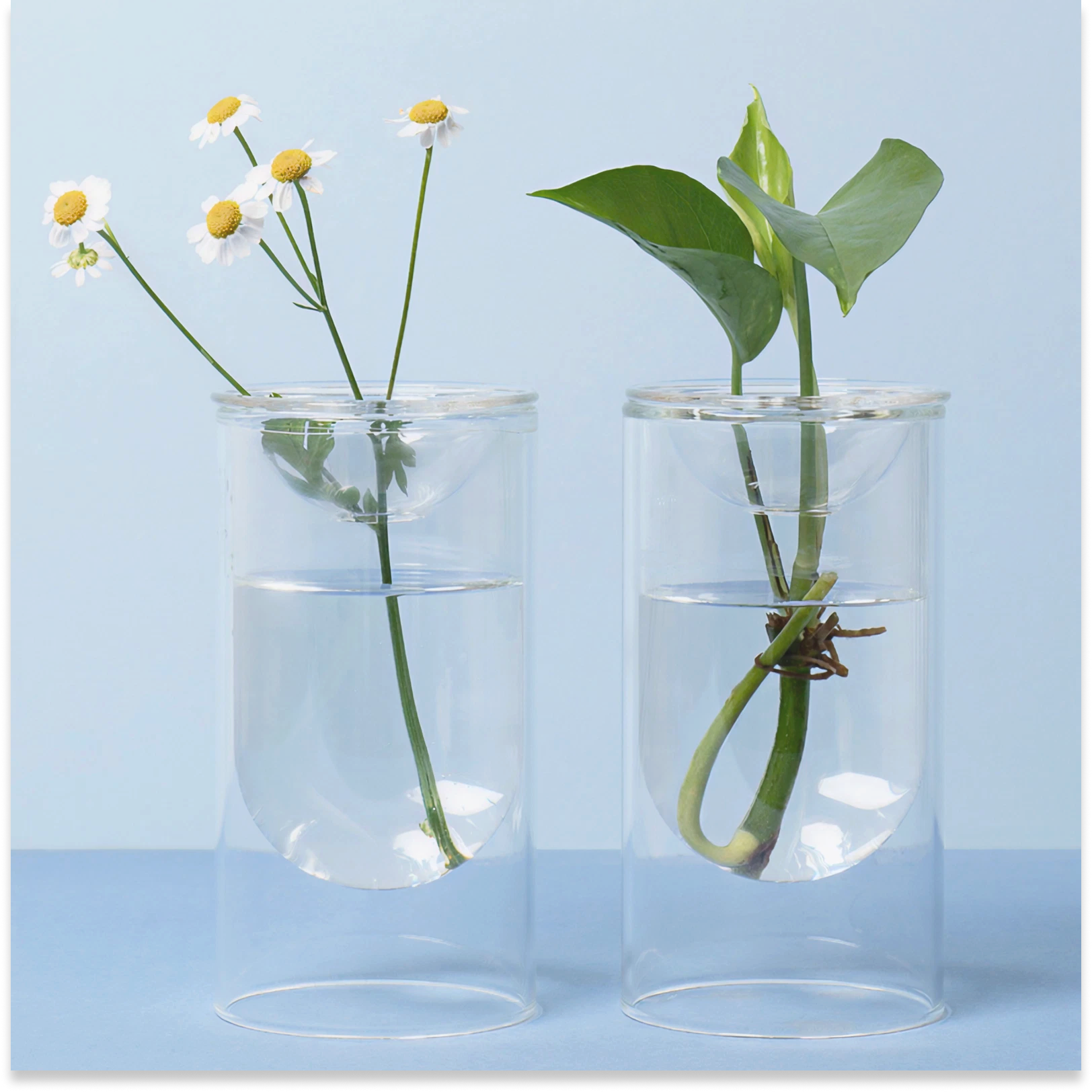 glasses of water