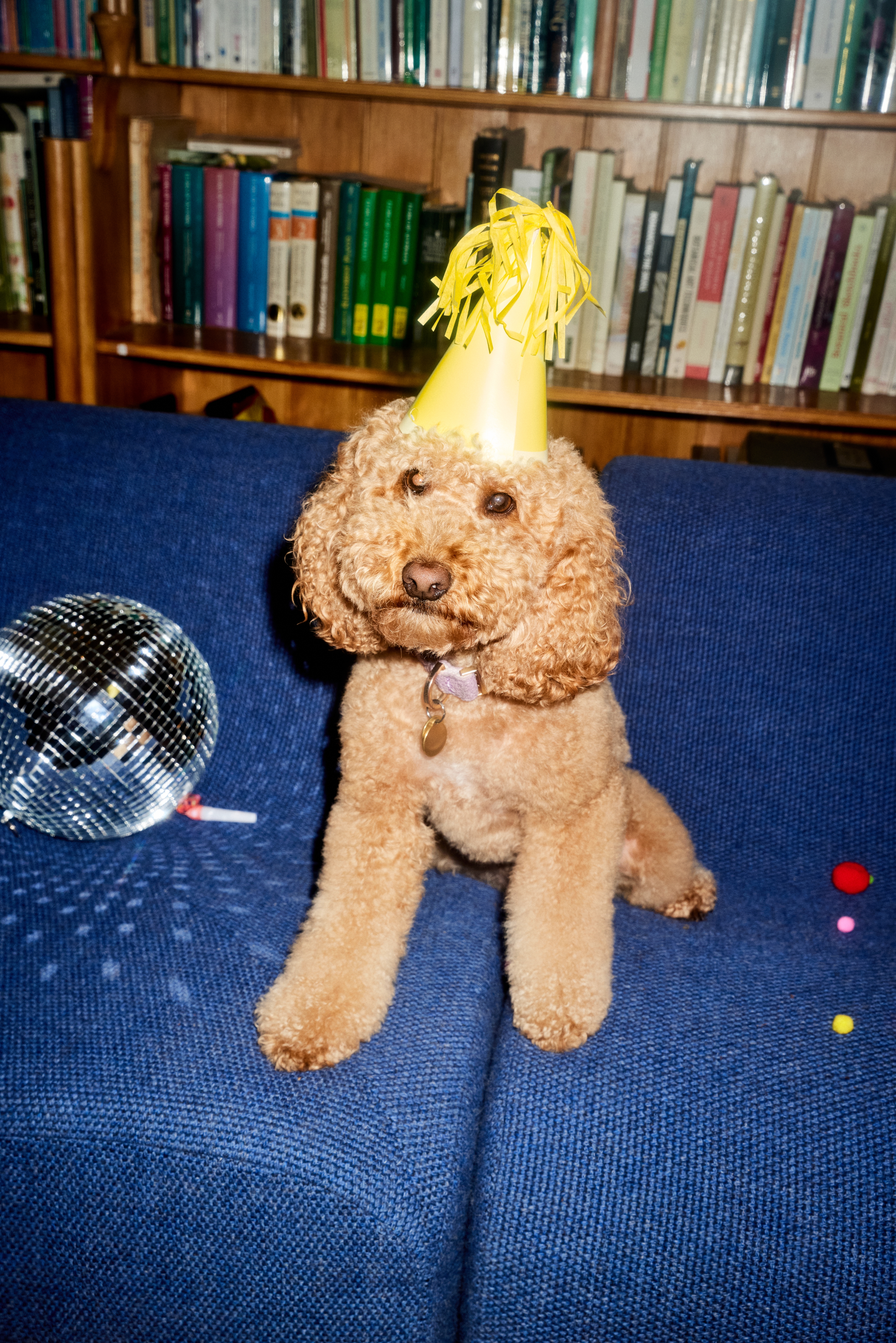 Spoodle with party hat on