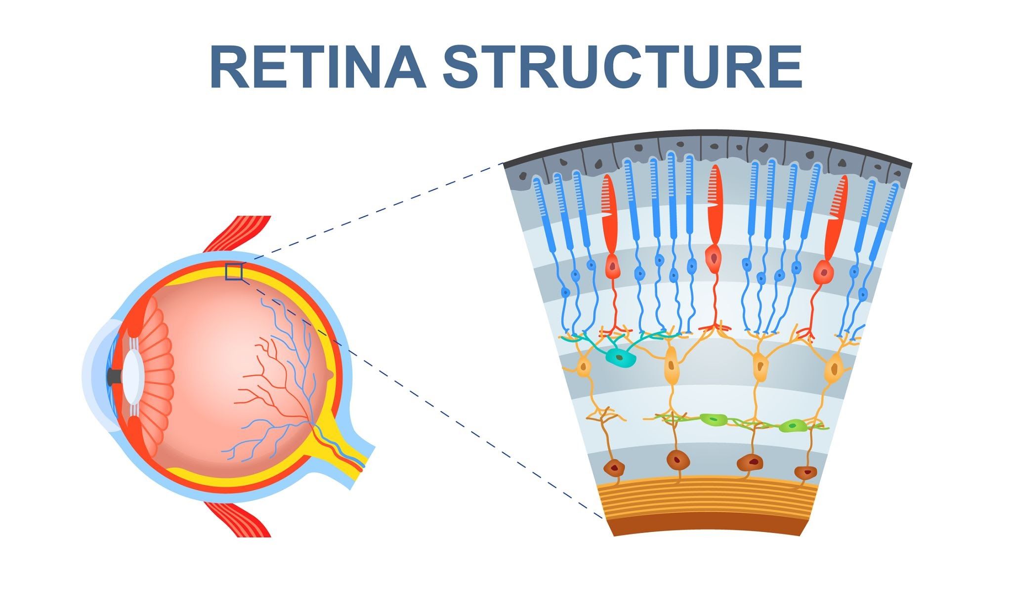 Estructura retina Estructura retina - Optic Suarez