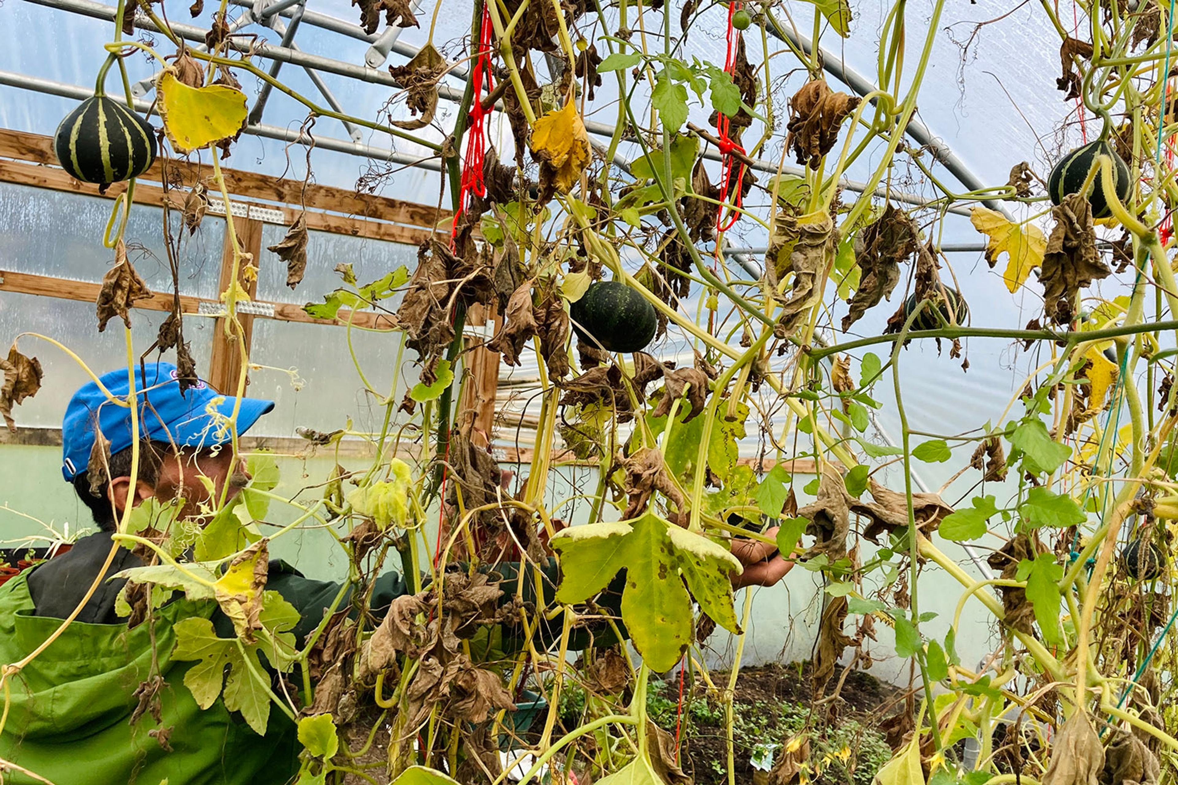 Reza looks at squash hanging from a polytunnel at The Comfrey Project.