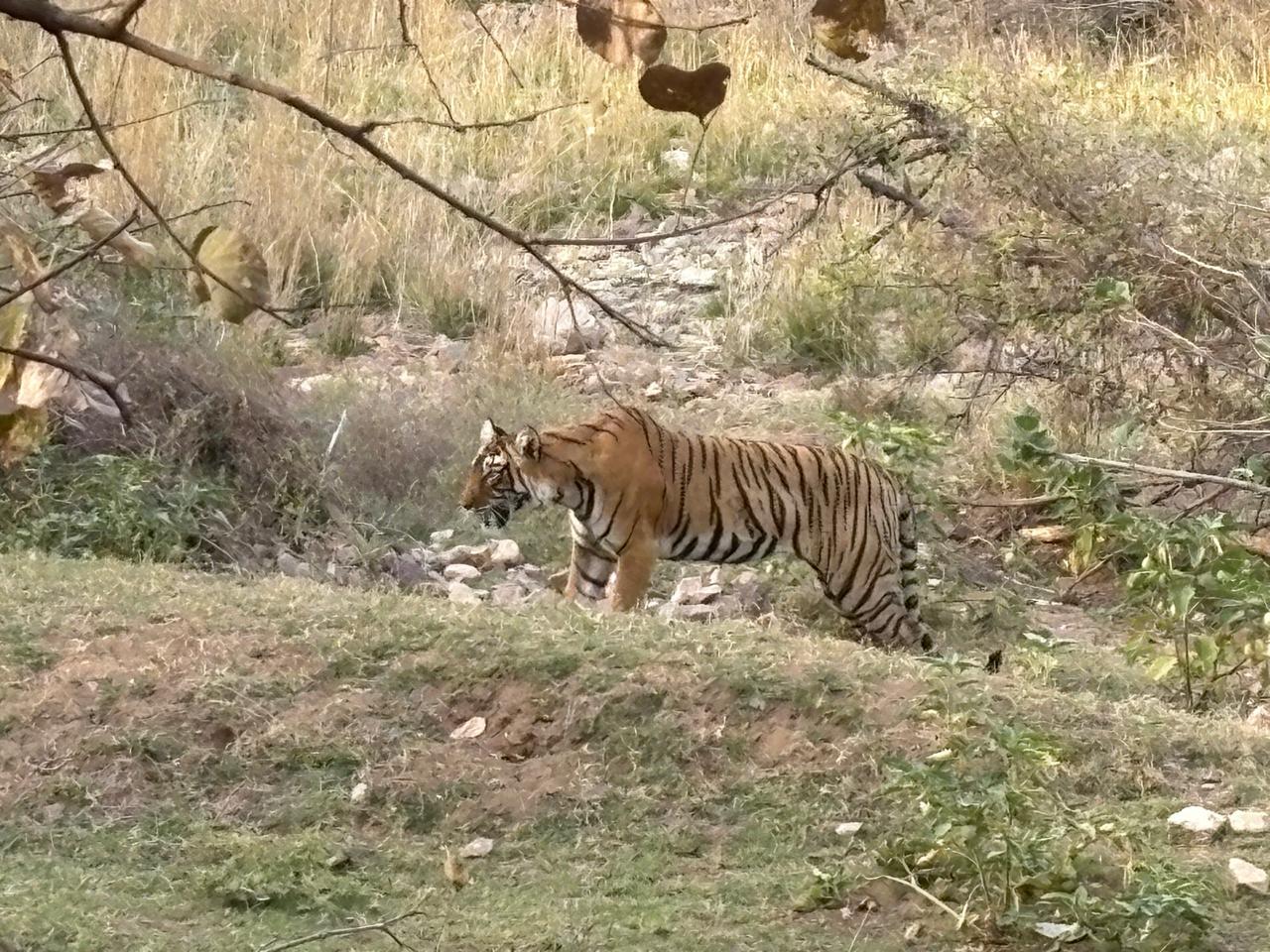 Ein Tiger im Nationalpark Ranthambore in Rajasthan