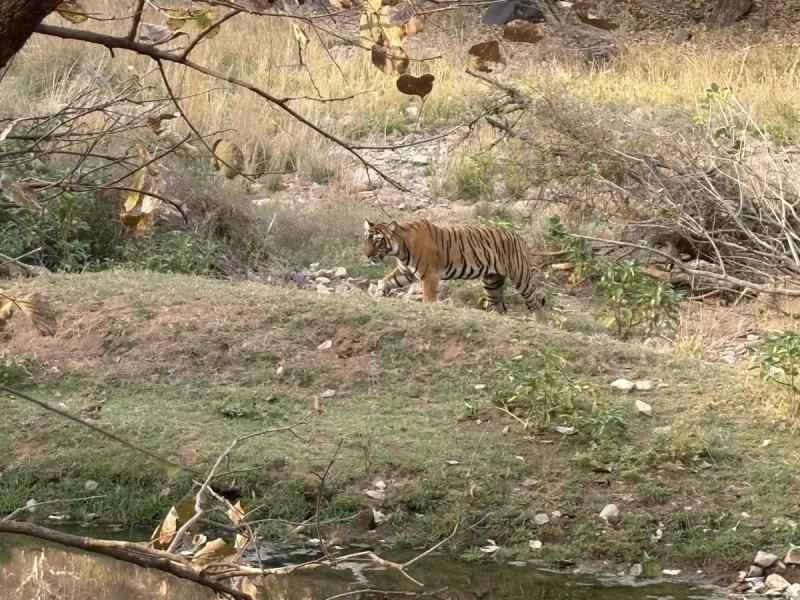 Ein Tiger auf einem Hang im Nationalpark Ranthambore