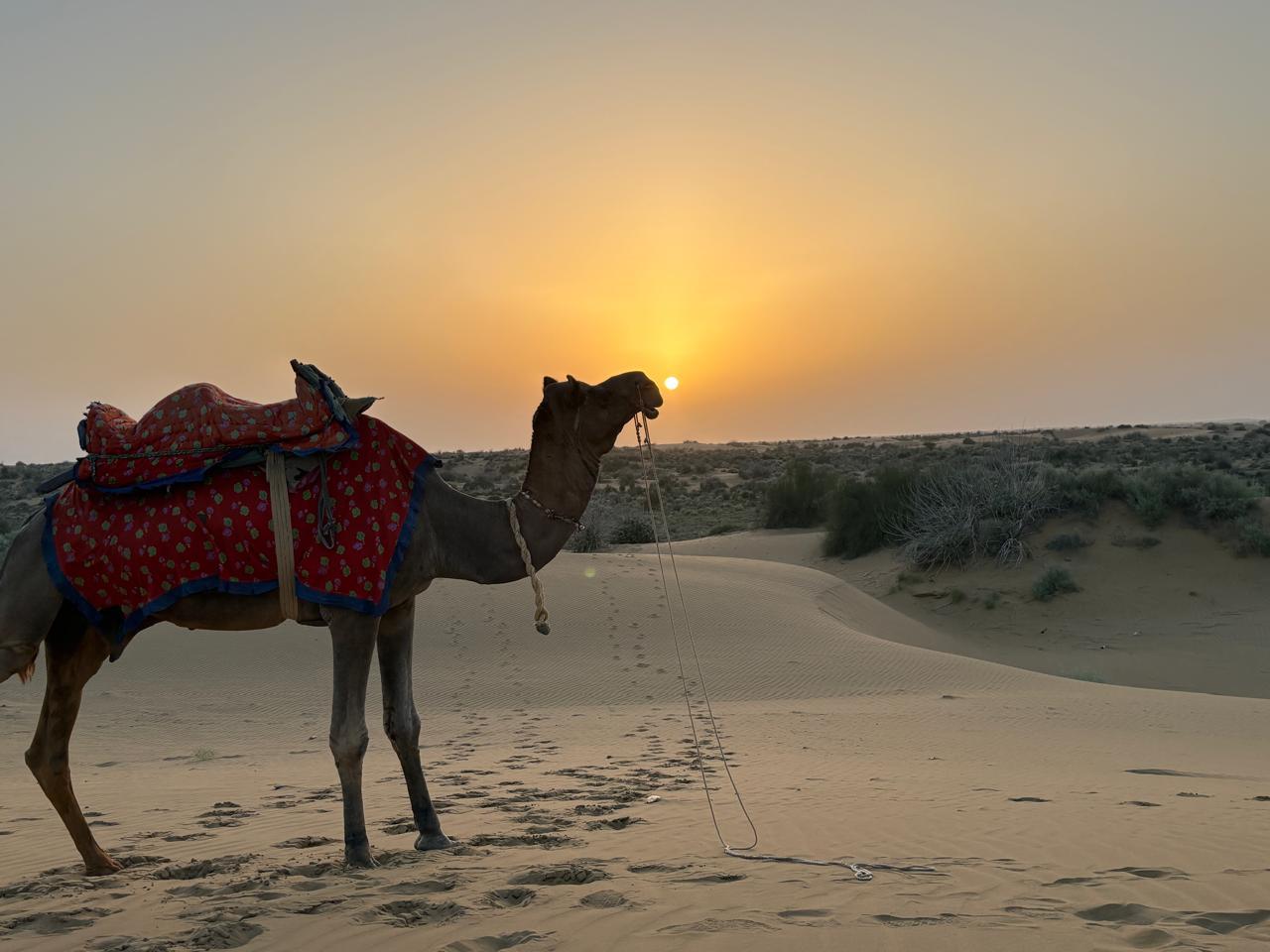 Kamel in den Dünen der Thar-Wüste bei Sonnenuntergang – Aufnahme von Govind