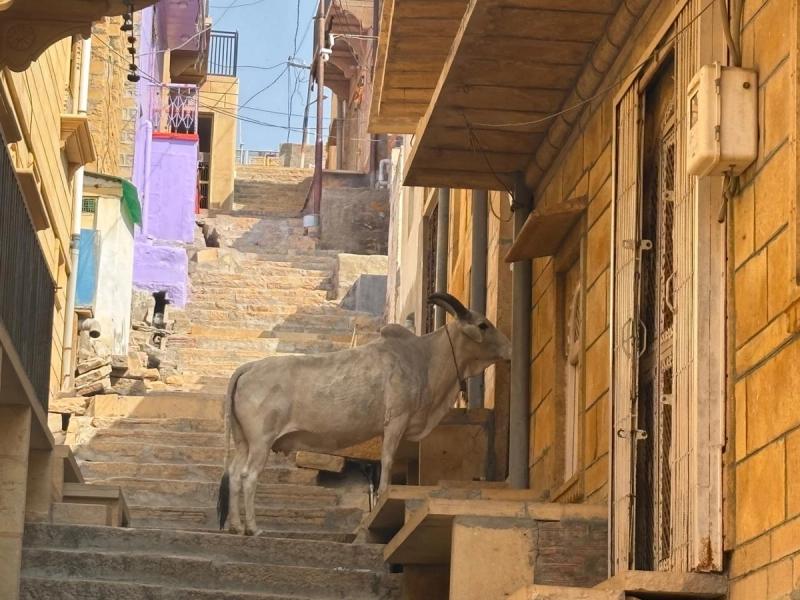 Eine Kuh auf den Sandsteintreppen einer Gasse in Jaisalmer