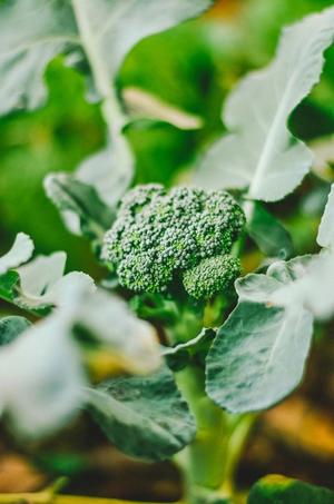 Broccoli | Kategori