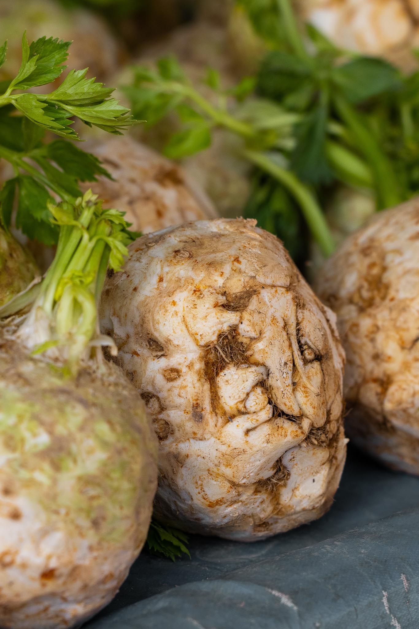 Knoldselleri | Kategori