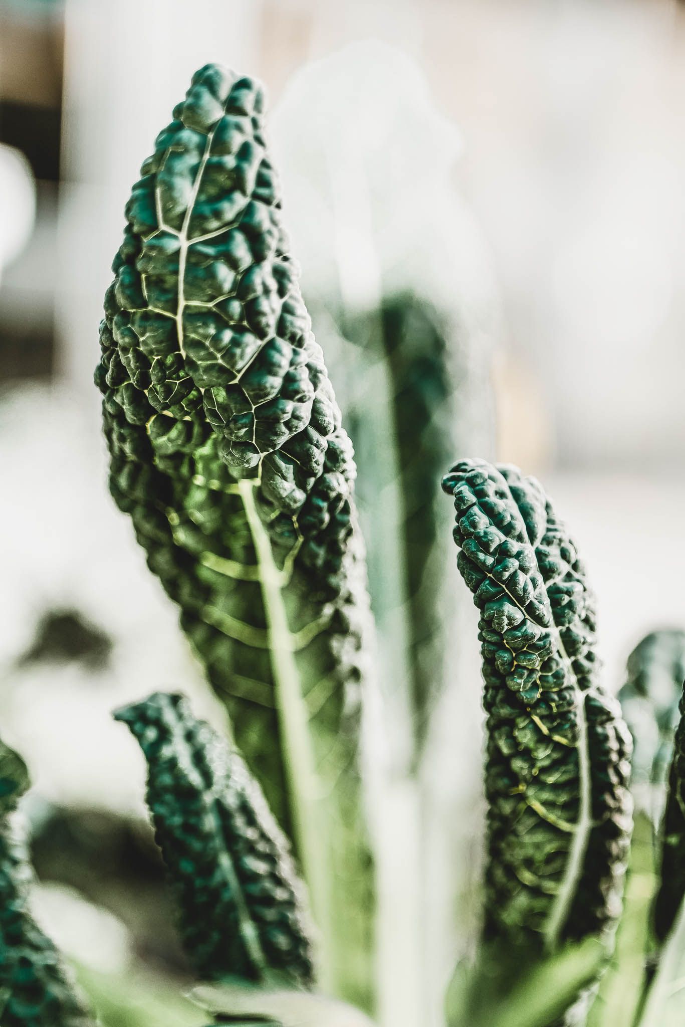 Palmekål | Kategori