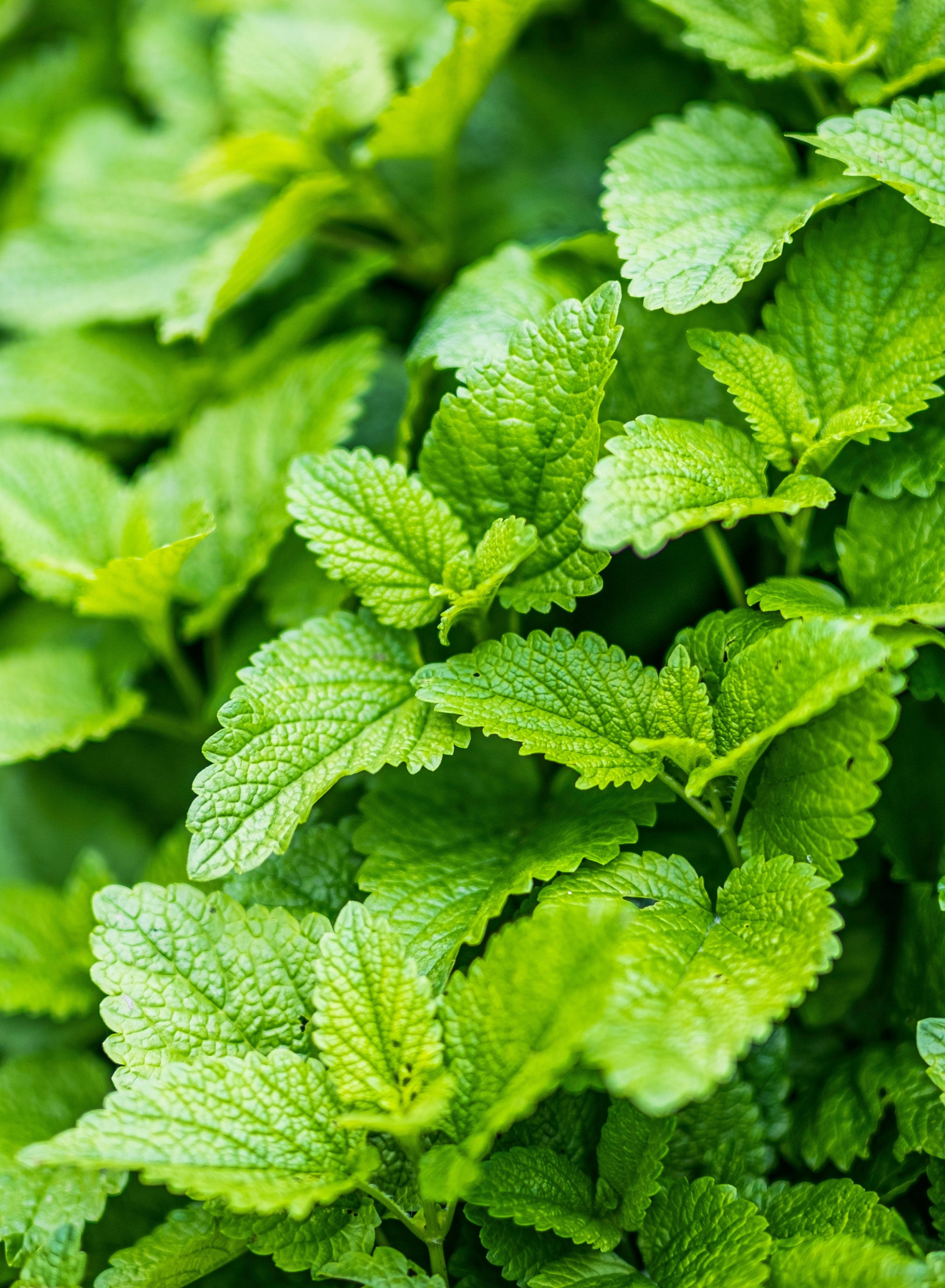 Citronmelisse | Kategori