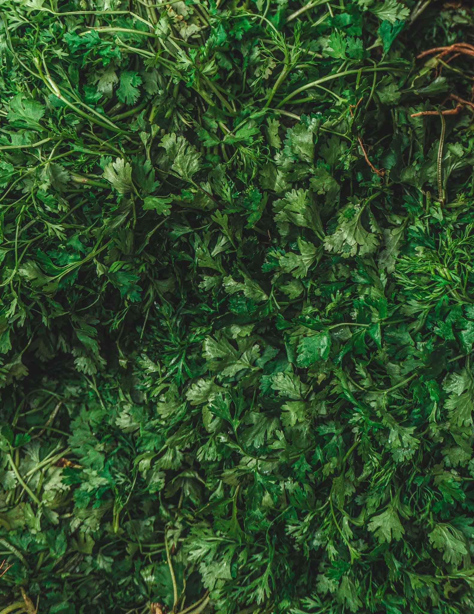 Koriander | Kategori