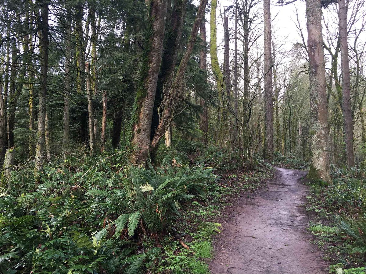 Forest Park