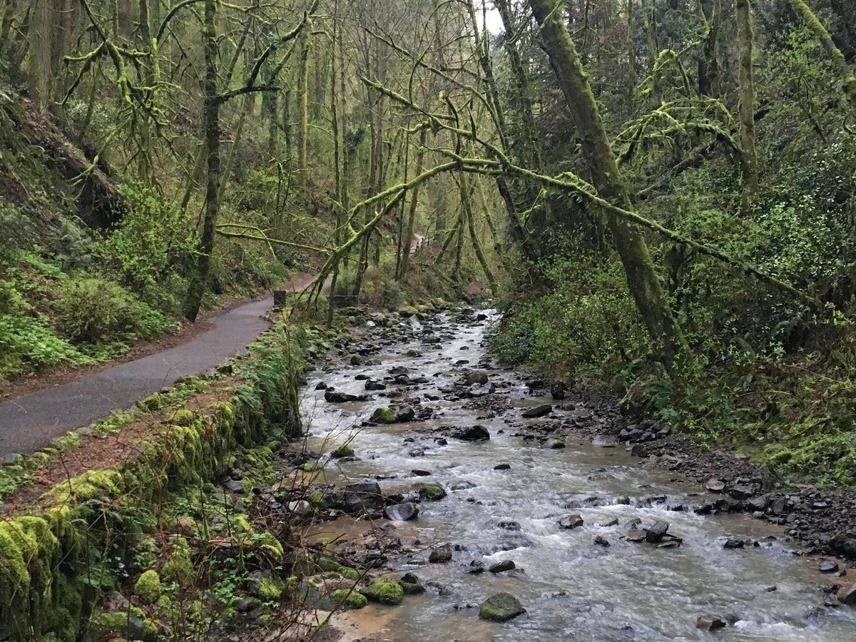 Forest Park