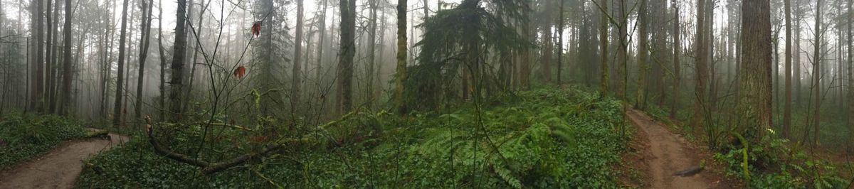 Forest Park