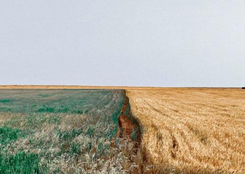 Wheat & Barley Fields. Taken on 04.04.2024 in Karak, Jordan/ Smakiyyeh Village

