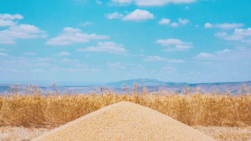 The Wheat Harvest Season in the Jordanian Houran Plains