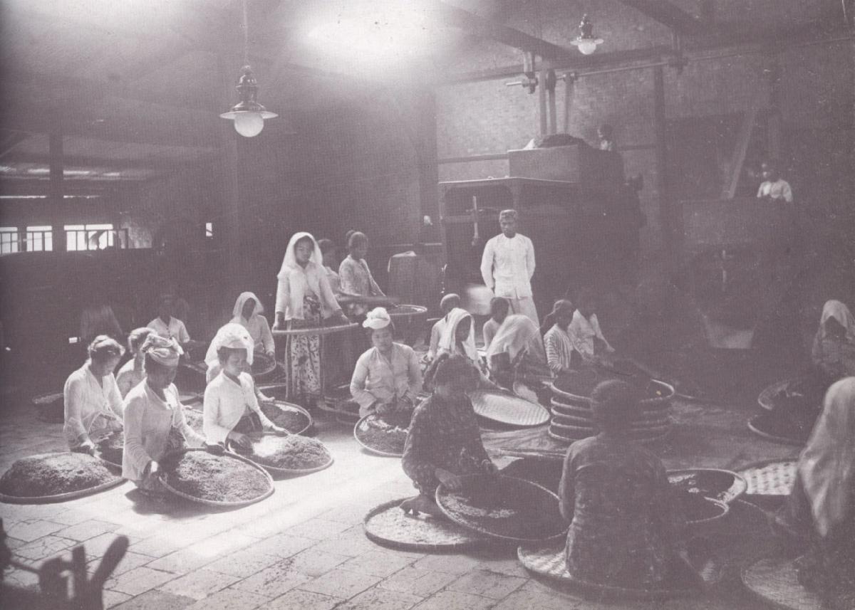 Laying the tea seeds foundation