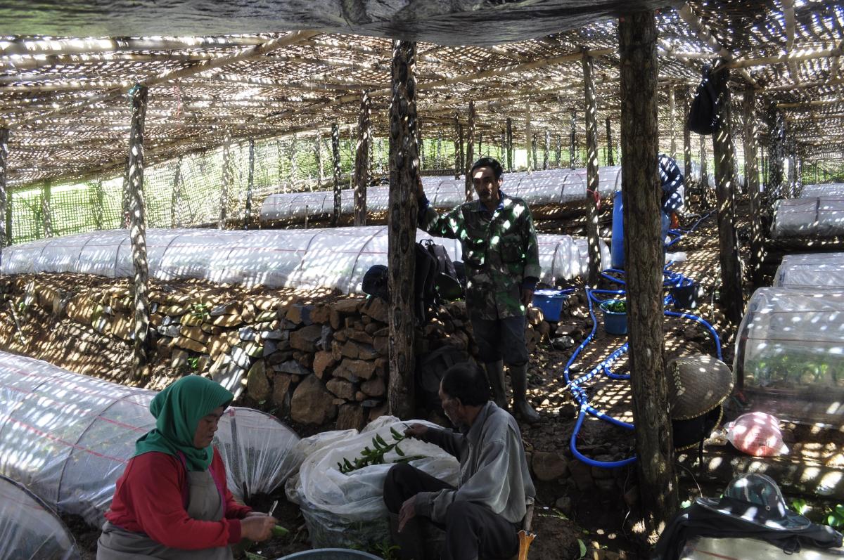 Getting the deal right from tea farmers