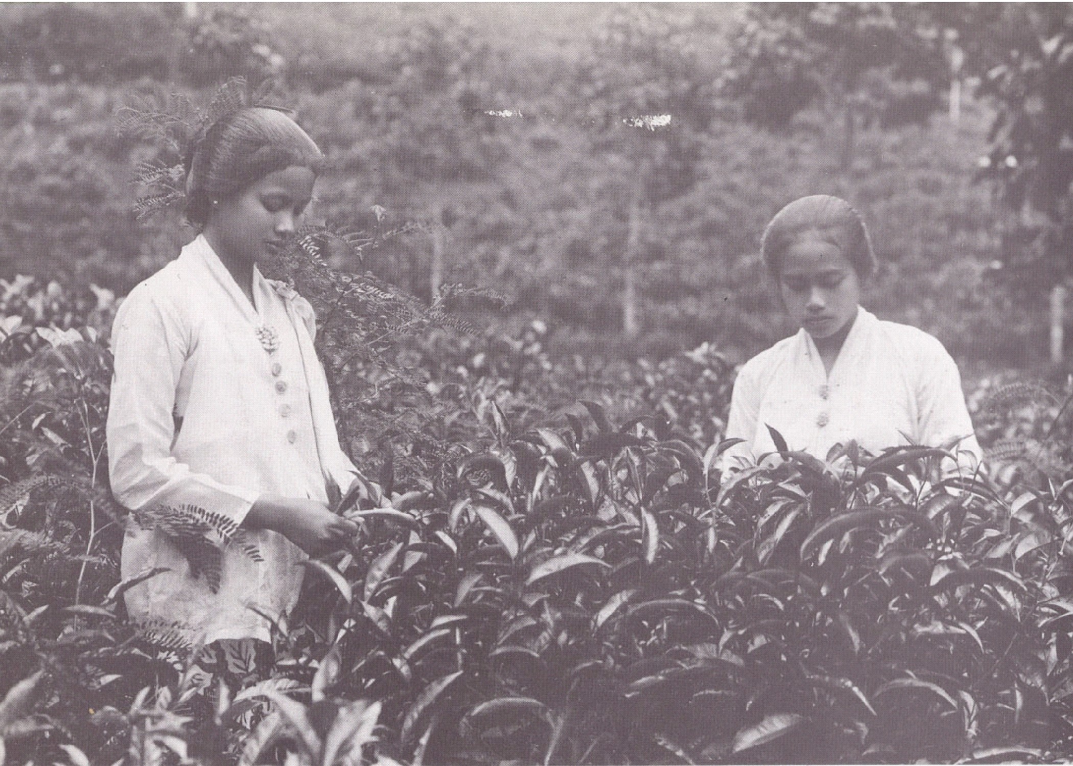 Dutch East India Company Era