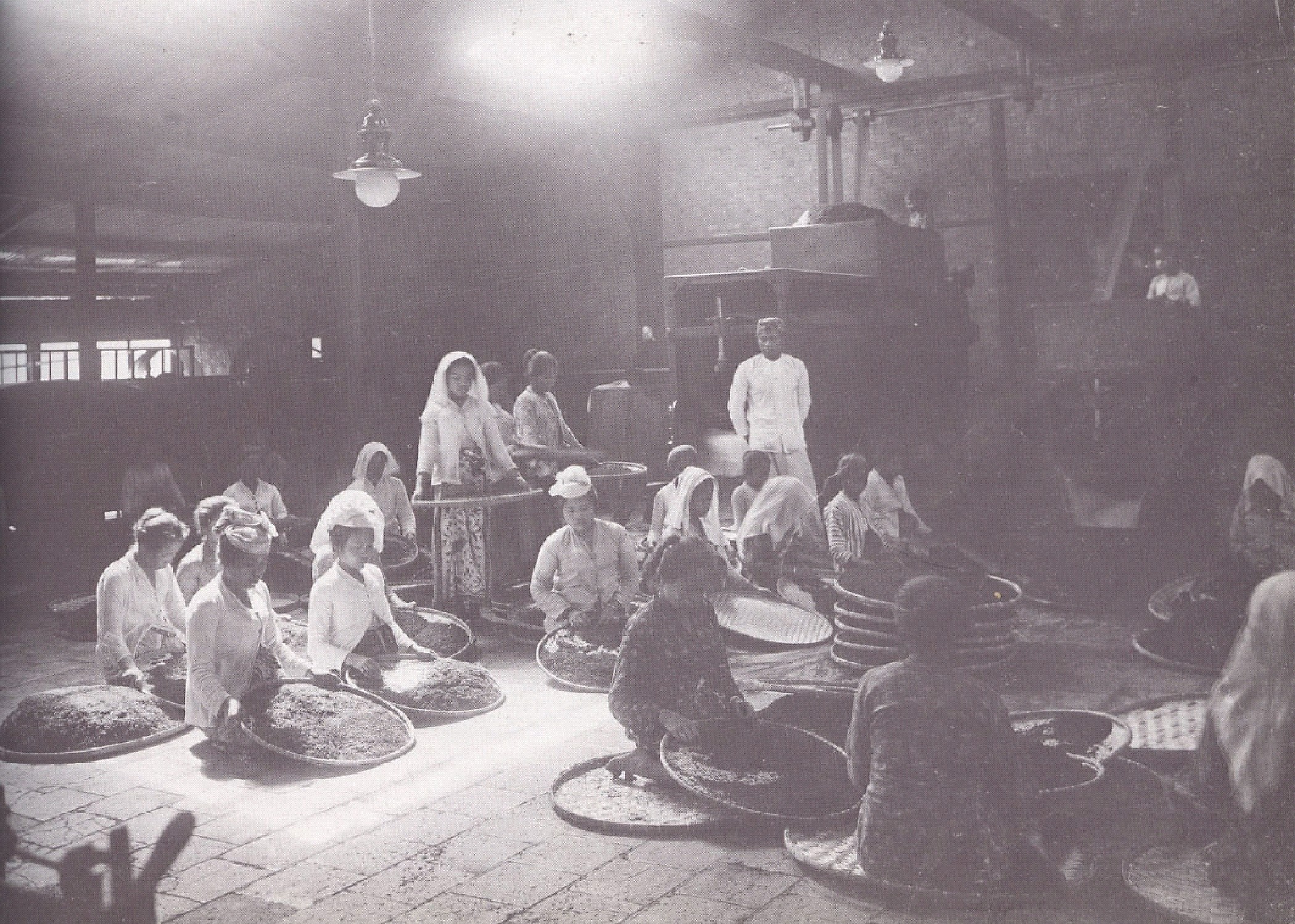 Laying the tea seeds foundation