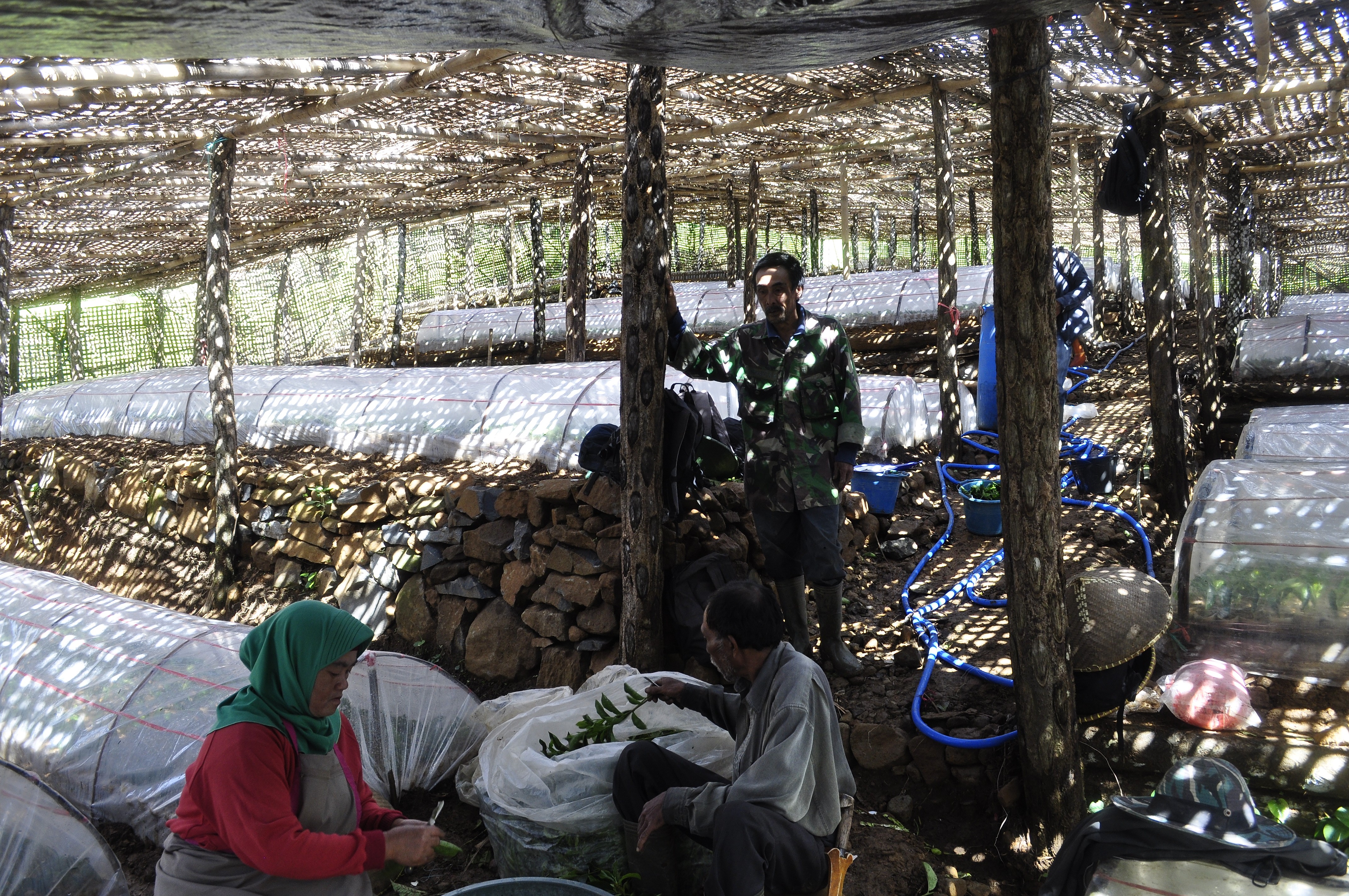 Getting the deal right from tea farmers