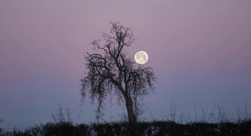 Morning moon