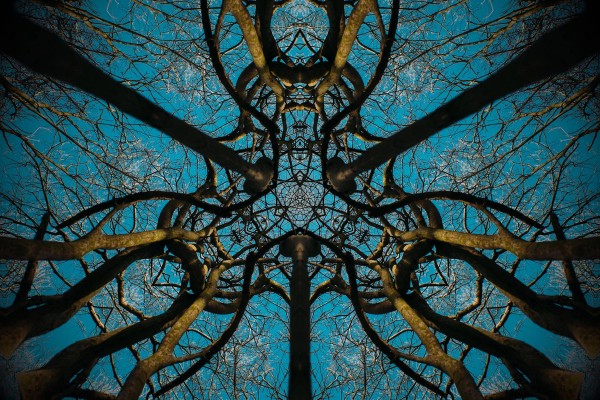Tree Mirror
