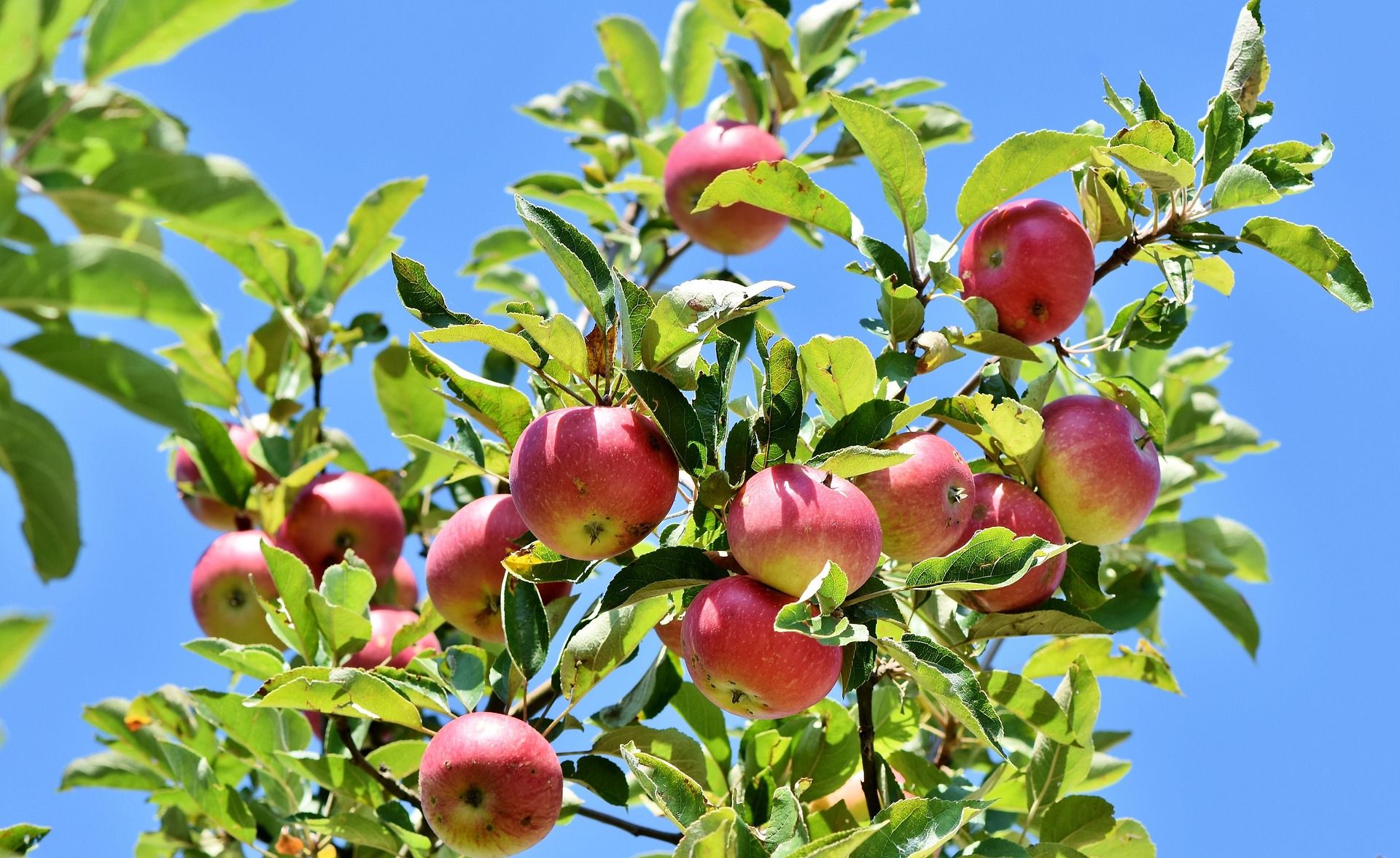 Föreläsning om äpplen och päron