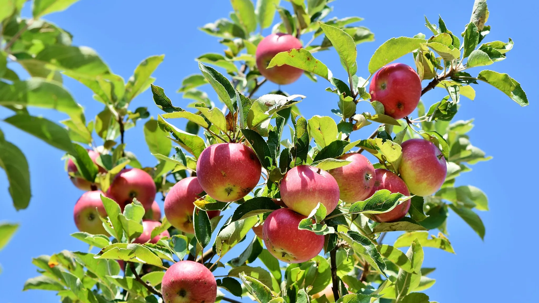 Föreläsning om äpplen och päron