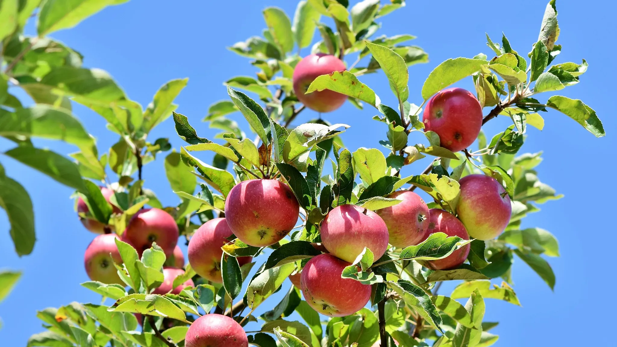Föreläsning om äpplen och päron