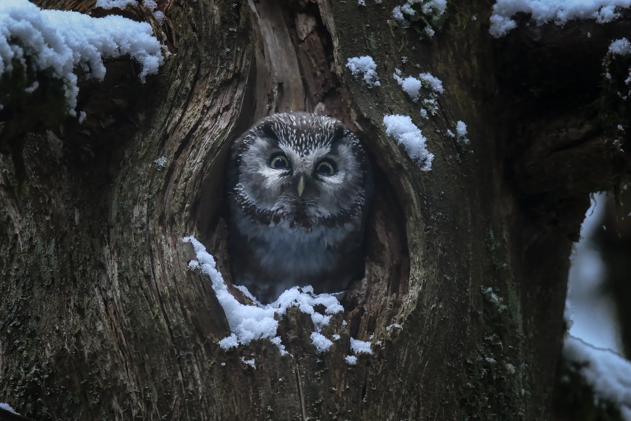 Whispers in the Woods