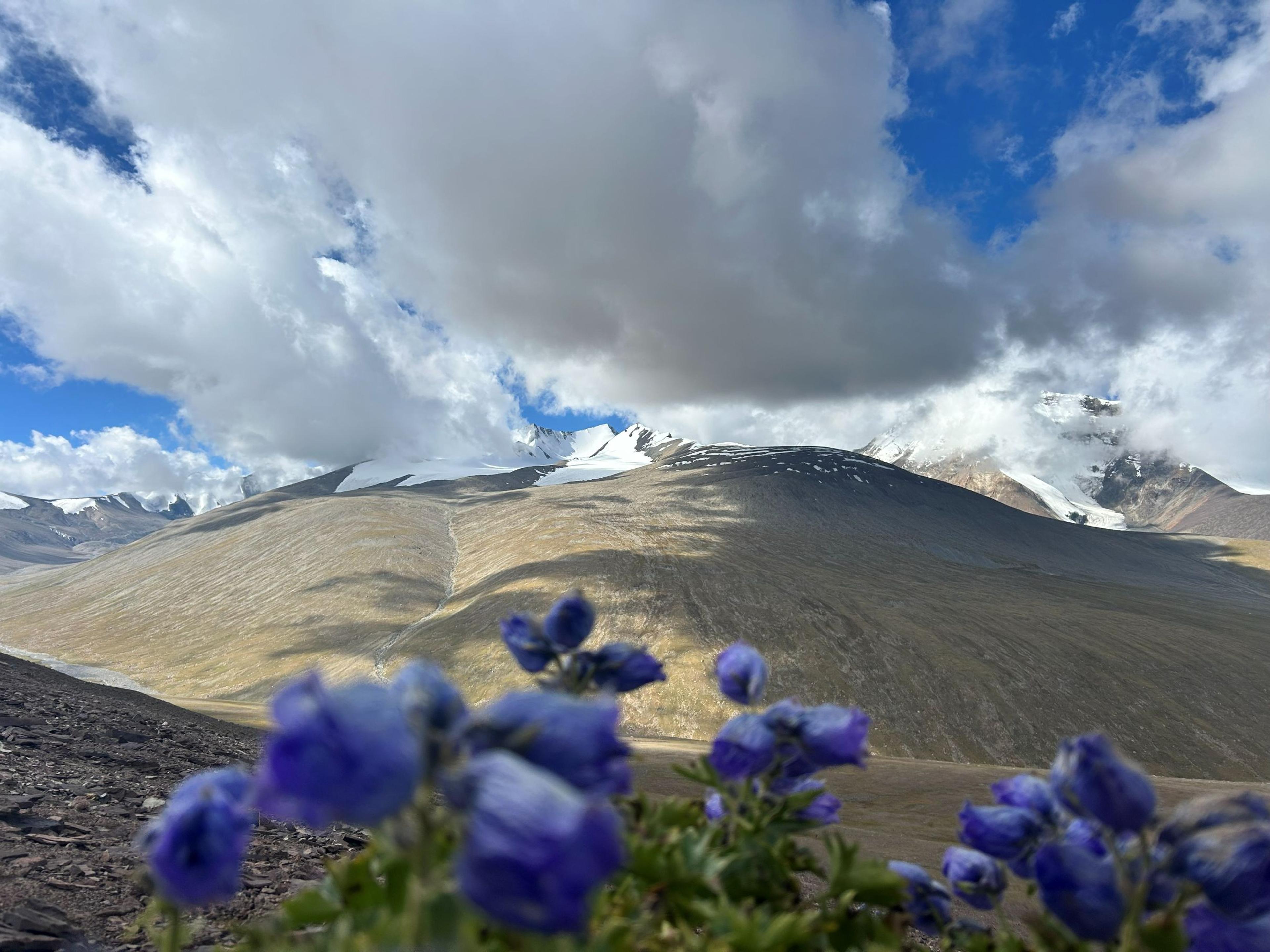Blue alpine wildflowers in front of grassy Nimaling slopes and snow-capped Kang Yatse peaks under clouds