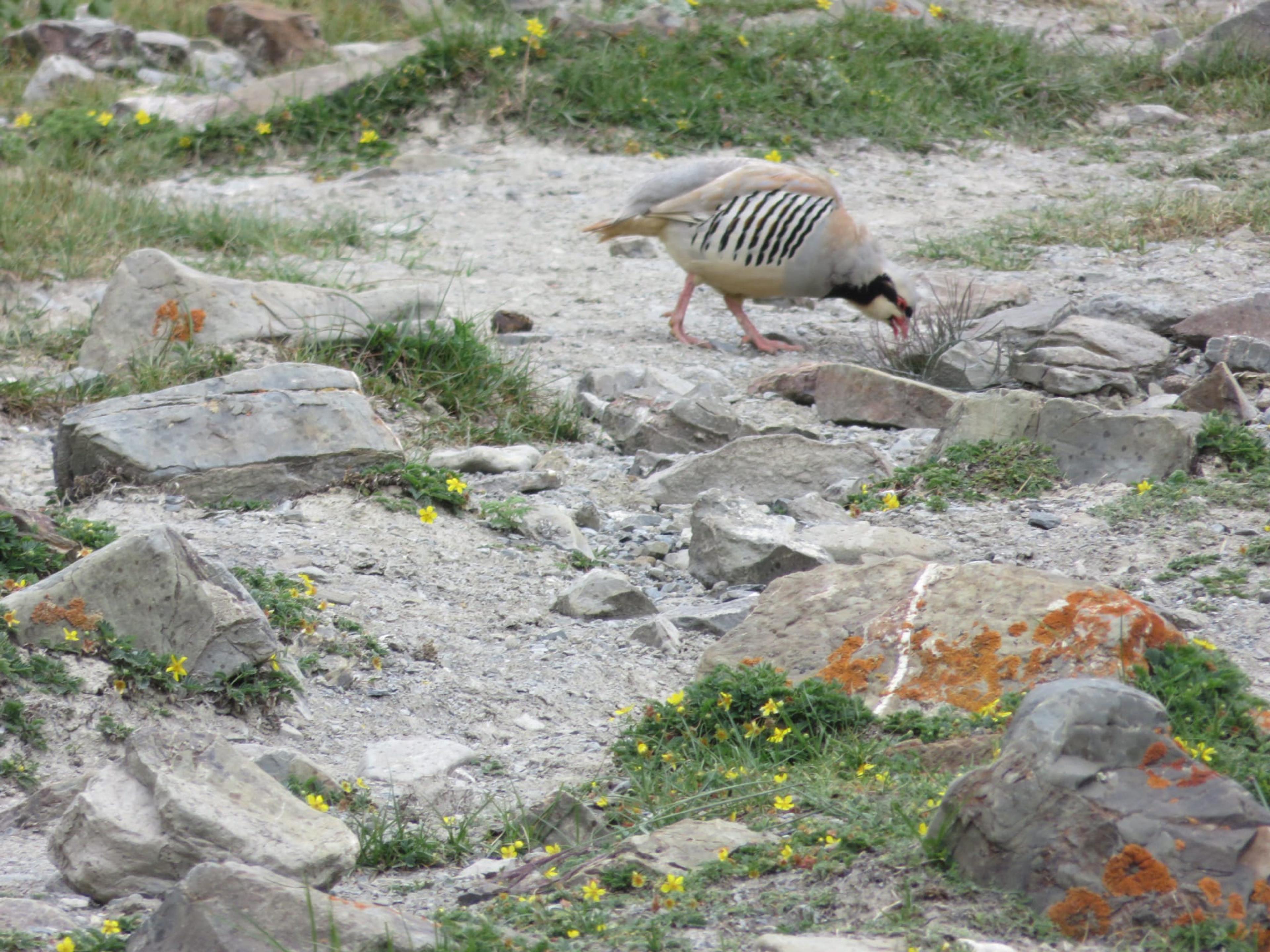 Chukar partridge with black-barred flanks and a red bill feeding among lichen-covered rocks and small yellow flowers