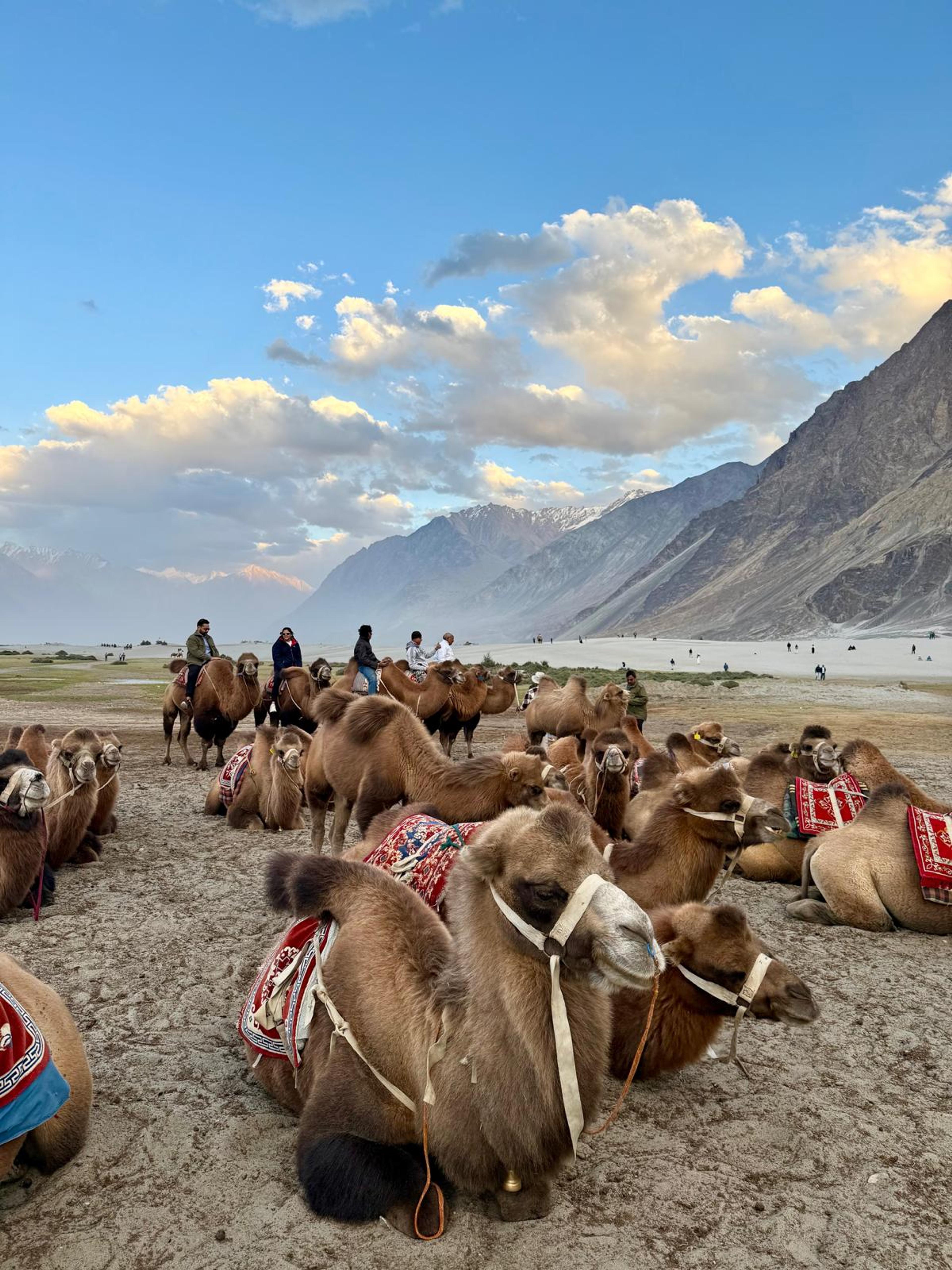 Saddled two-humped Bactrian camels resting on the sand at Hunder, with riders, dunes and mountains behind
