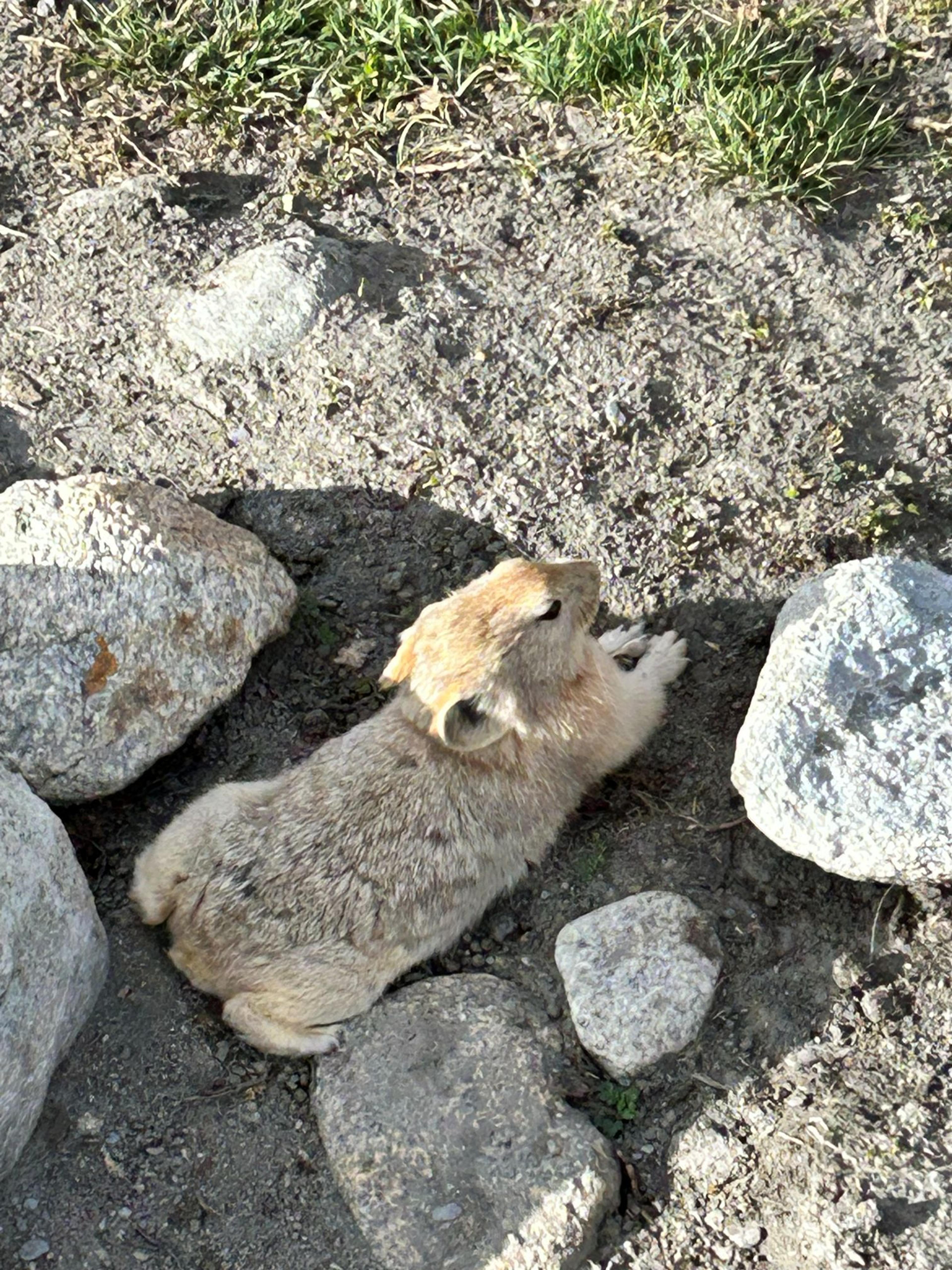 A small, sandy-brown pika among grey rocks at the edge of a grassy patch