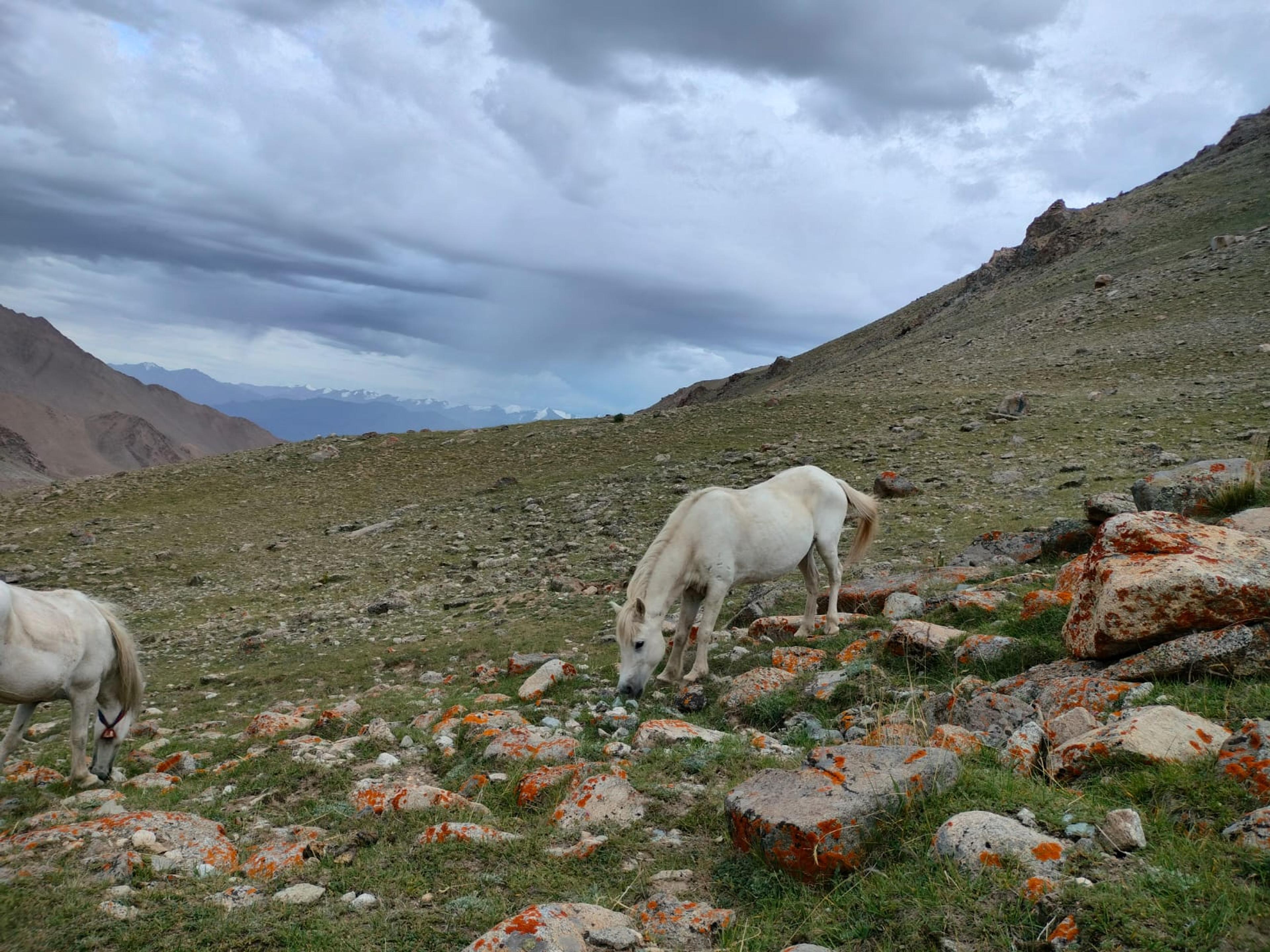 White pack horses grazing among orange lichen-covered rocks on a high slope, snowy peaks under grey clouds beyond