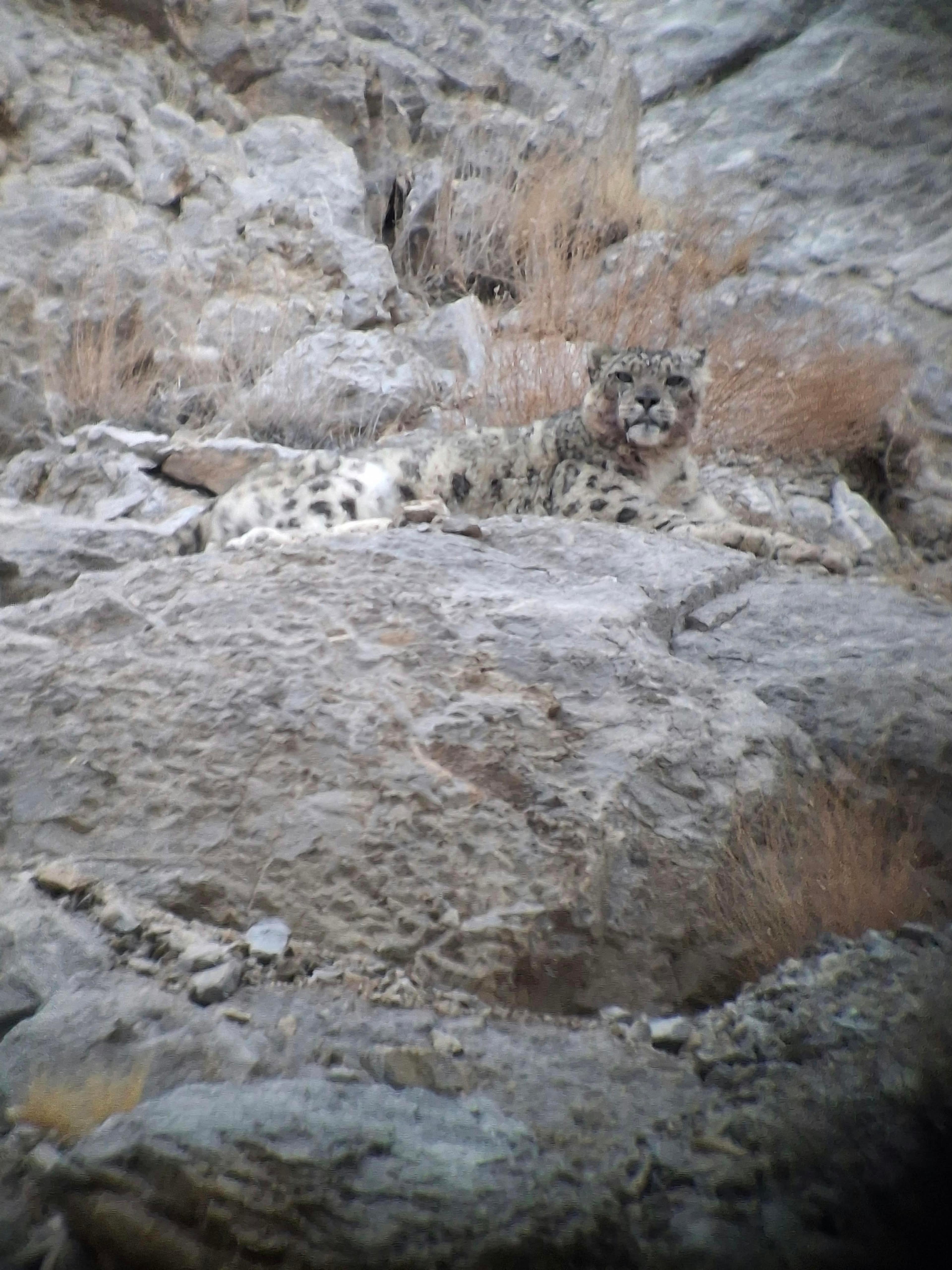 Snow leopard lying on grey rocks among dry grass, looking toward the camera, its spotted coat blending into the slope
