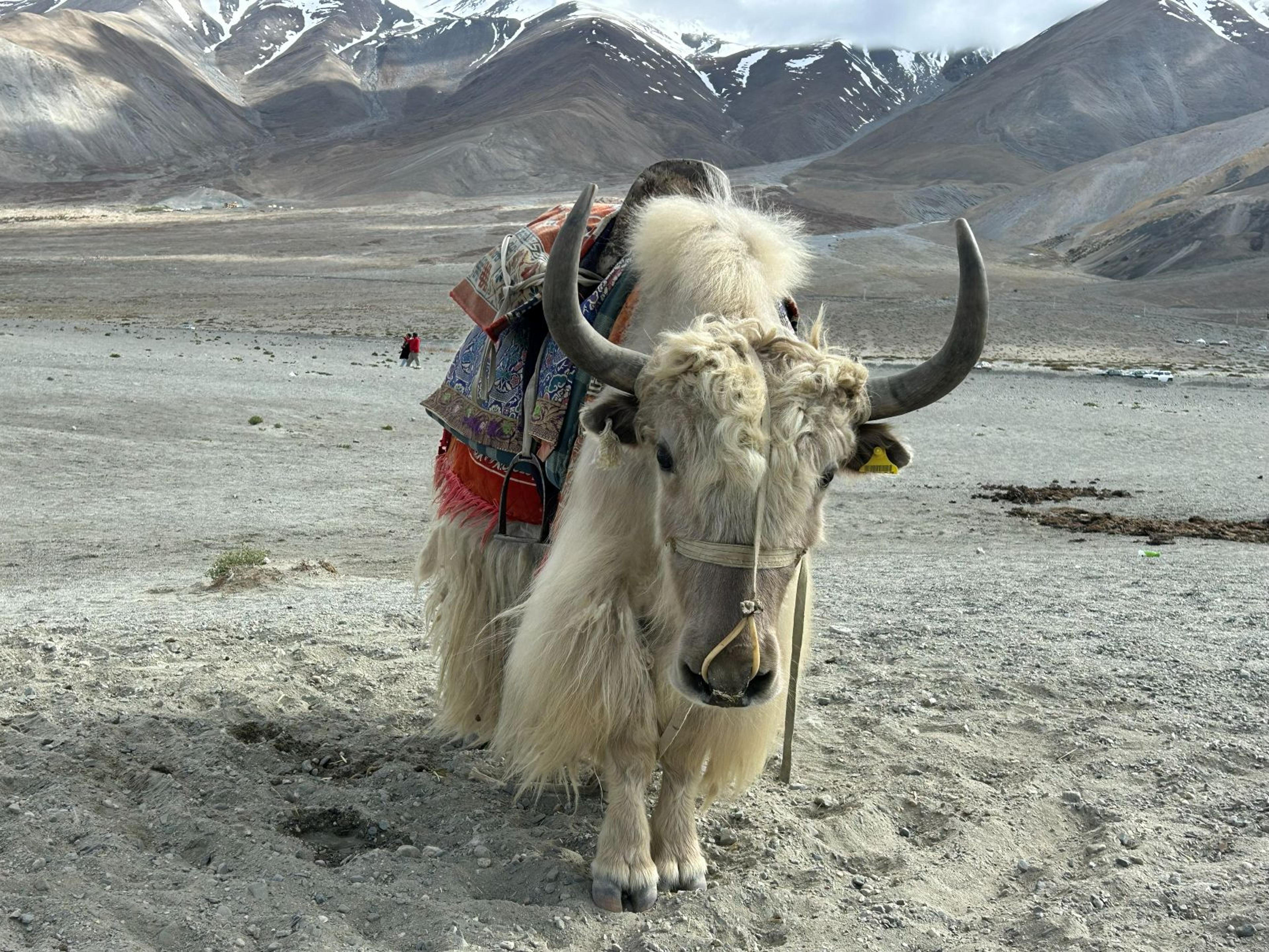 White long-haired yak with curved horns and a colourful saddle blanket, standing on gravel with snow-streaked mountains behind