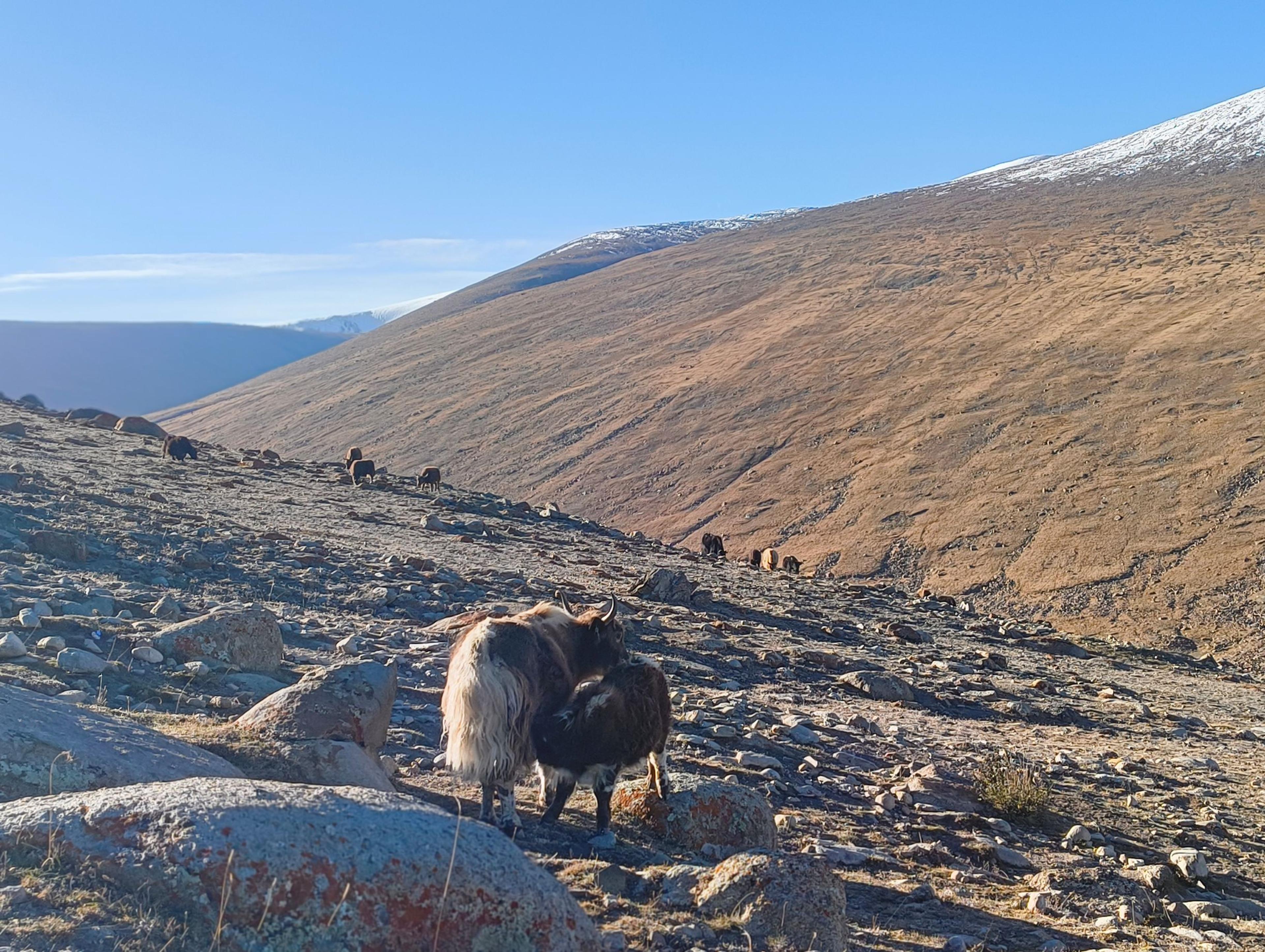 Yak calf nursing from its mother on a rocky high pasture, a herd grazing on the slopes and snow-dusted ridges beyond