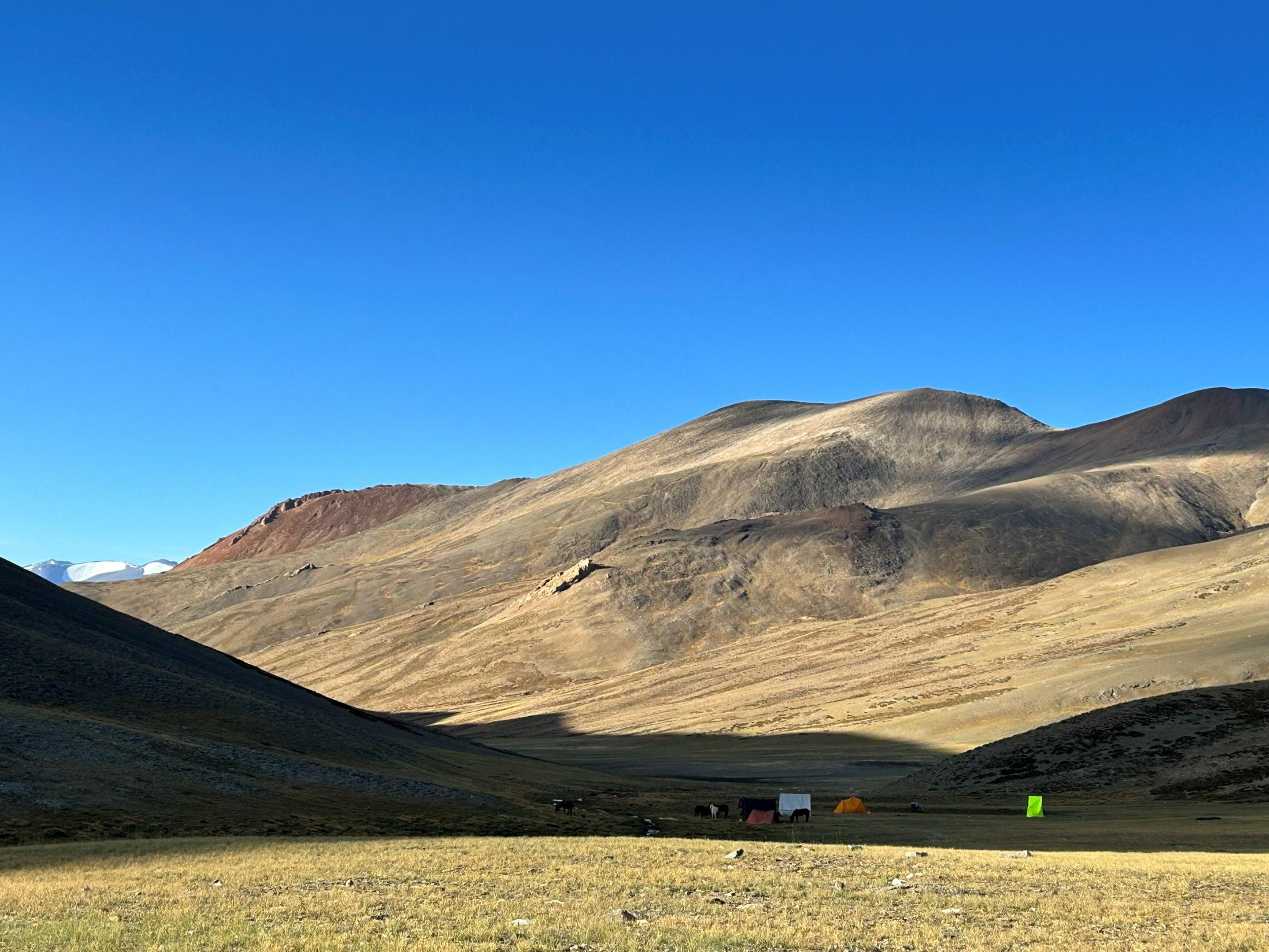Small trekking camp with colorful tents and grazing horses in a shaded valley floor, golden sunlit mountains and a distant snow-capped peak under a clear deep blue sky in Ladakh