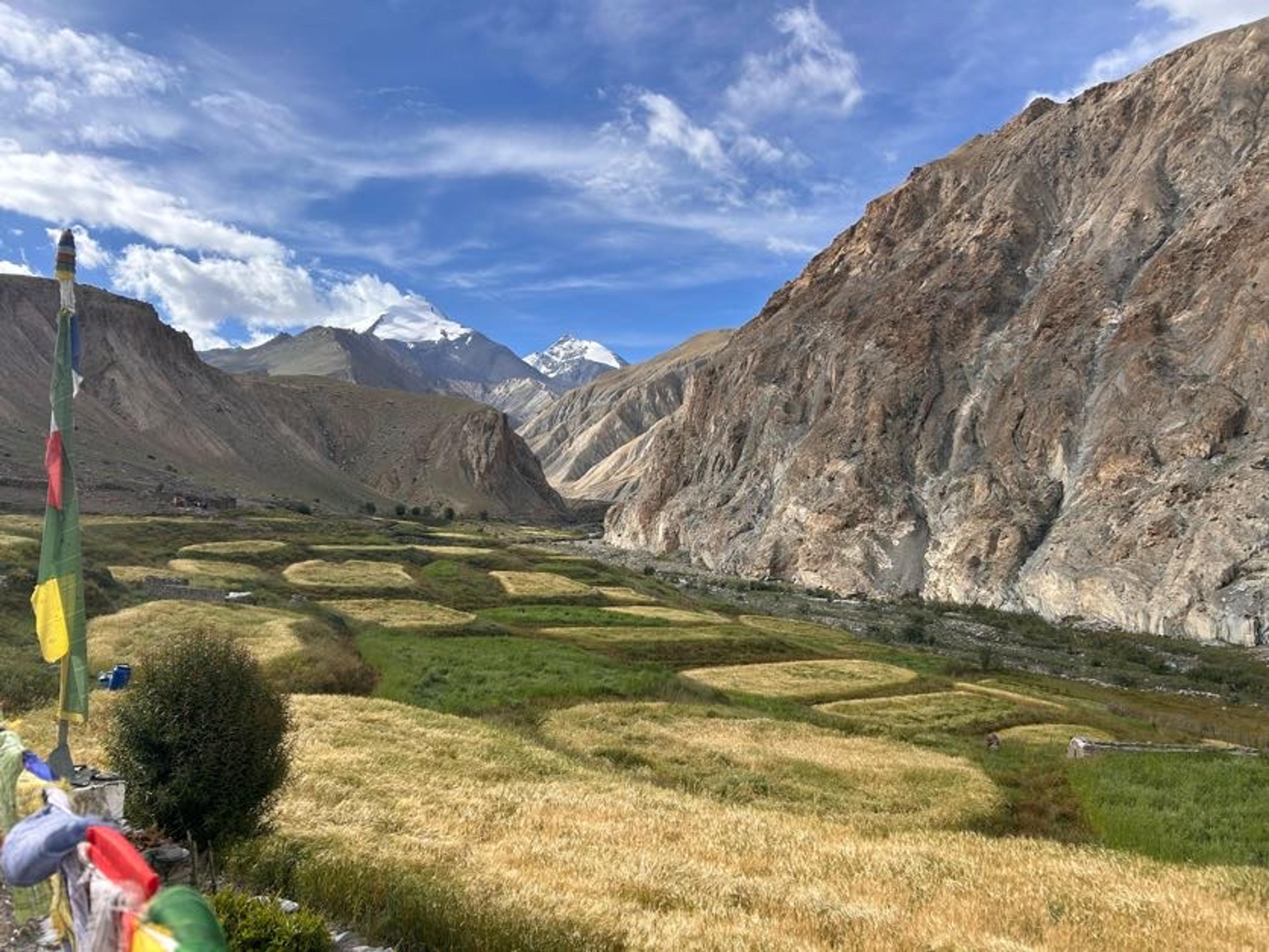 Lush golden barley fields and green terraced farmland in Markha Valley with colorful Buddhist prayer flags in the foreground and snow-capped peaks rising above dramatic canyon walls in Ladakh