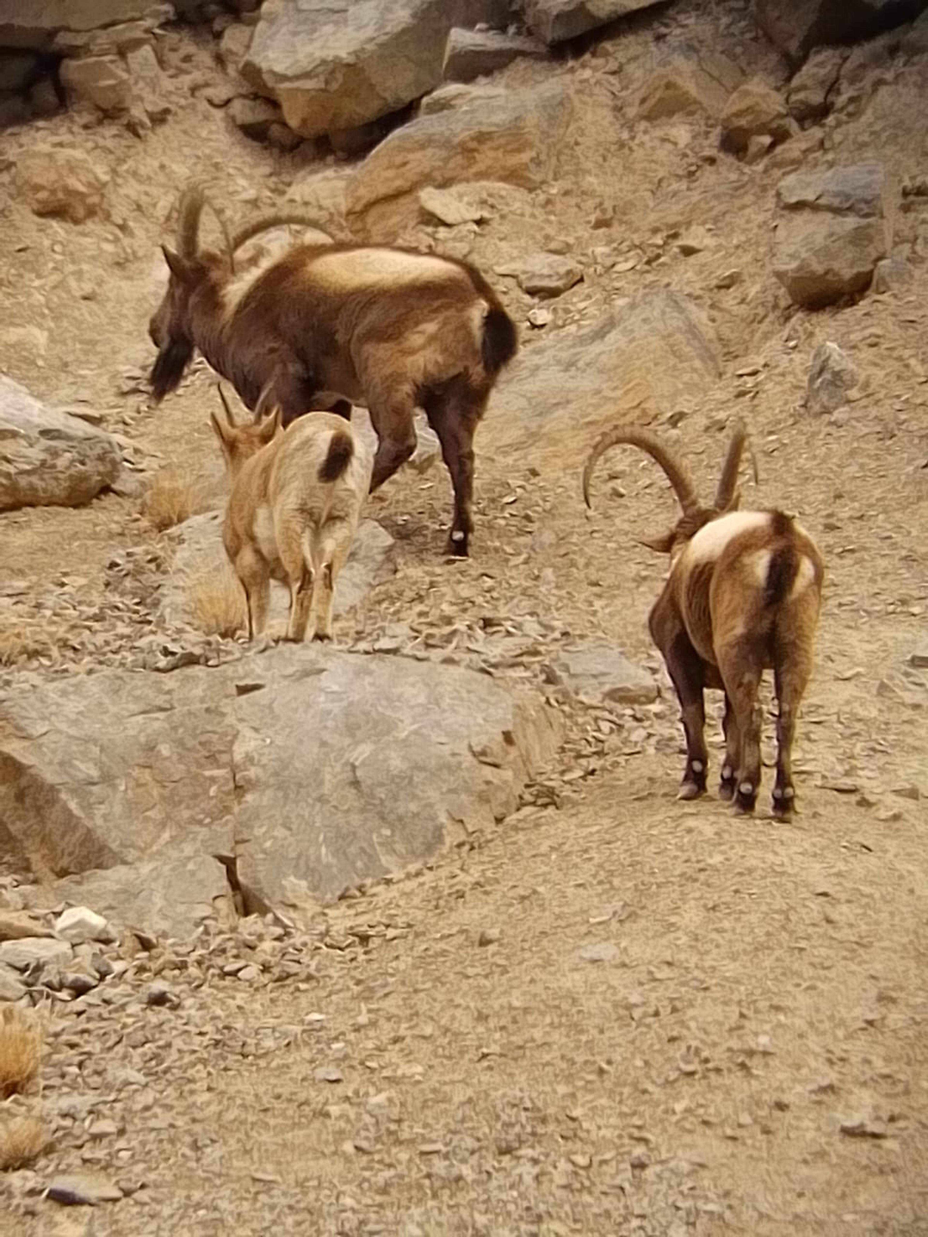 Two adult male Himalayan ibex with long curved horns and a young ibex walking up a rocky, scree-covered slope