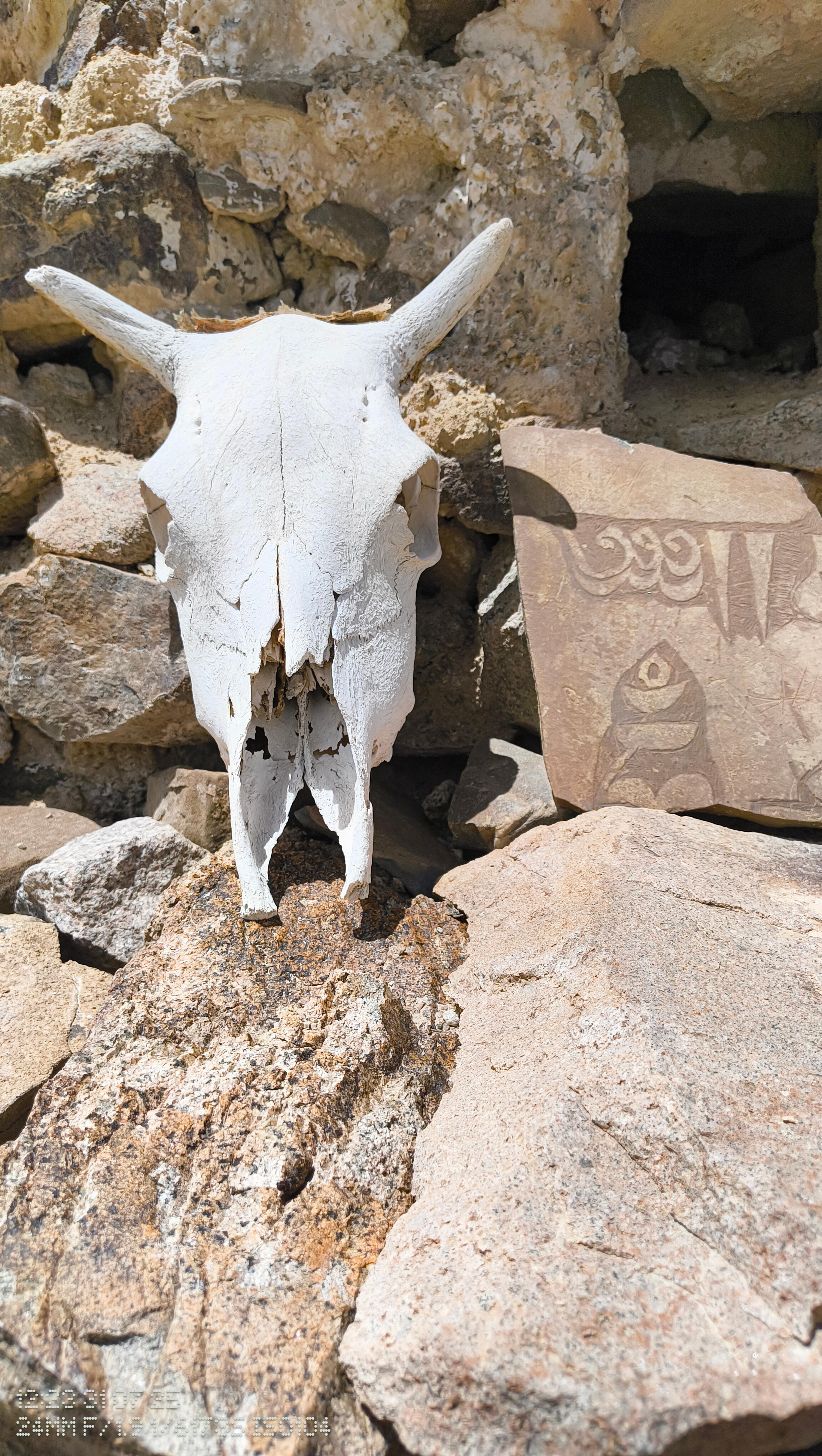 Bleached animal skull resting on a stone wall beside a carved Tibetan mani stone