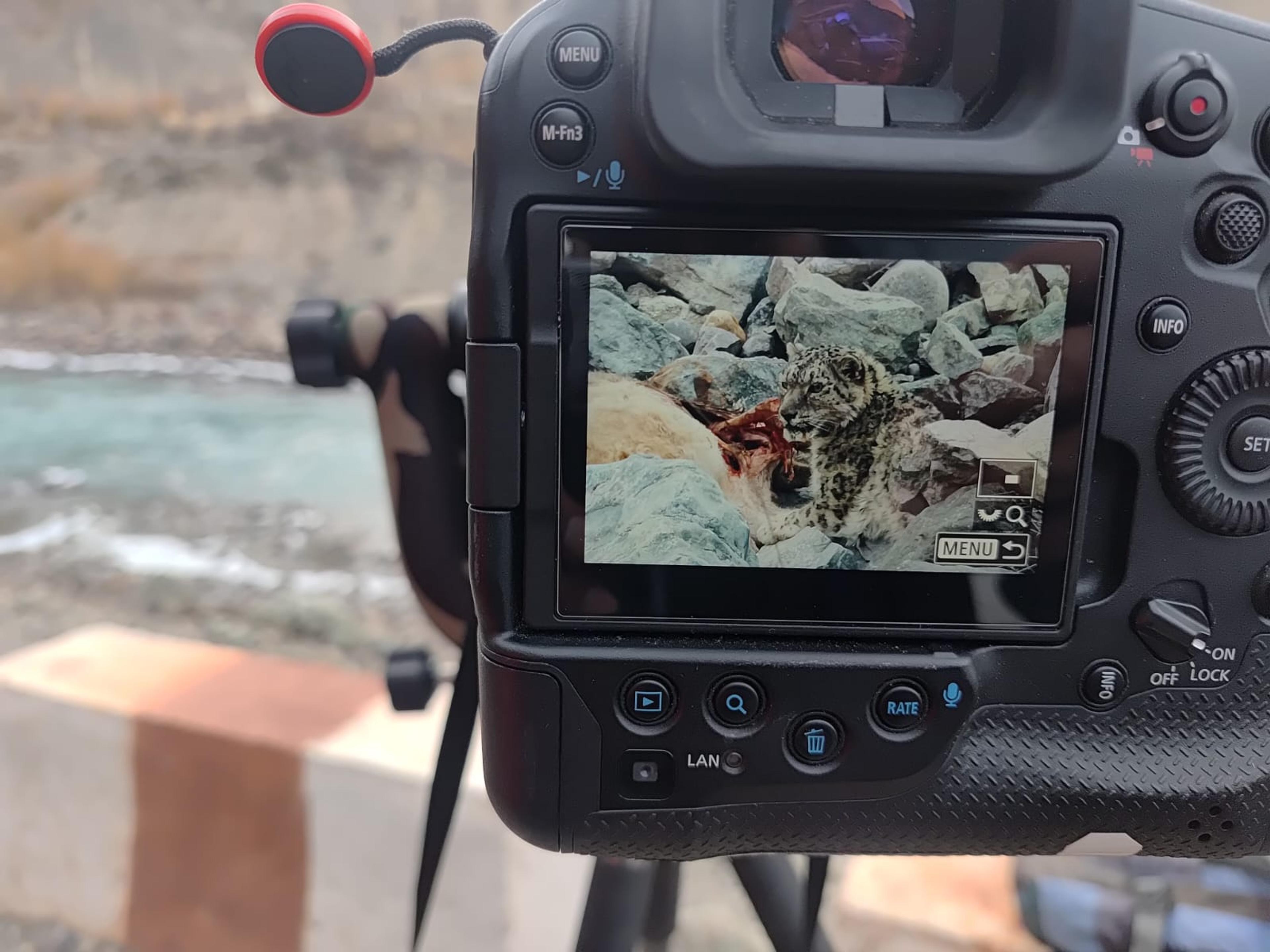 Camera on a tripod showing a snow leopard feeding on a kill on its screen, with a river and rocky slope blurred behind