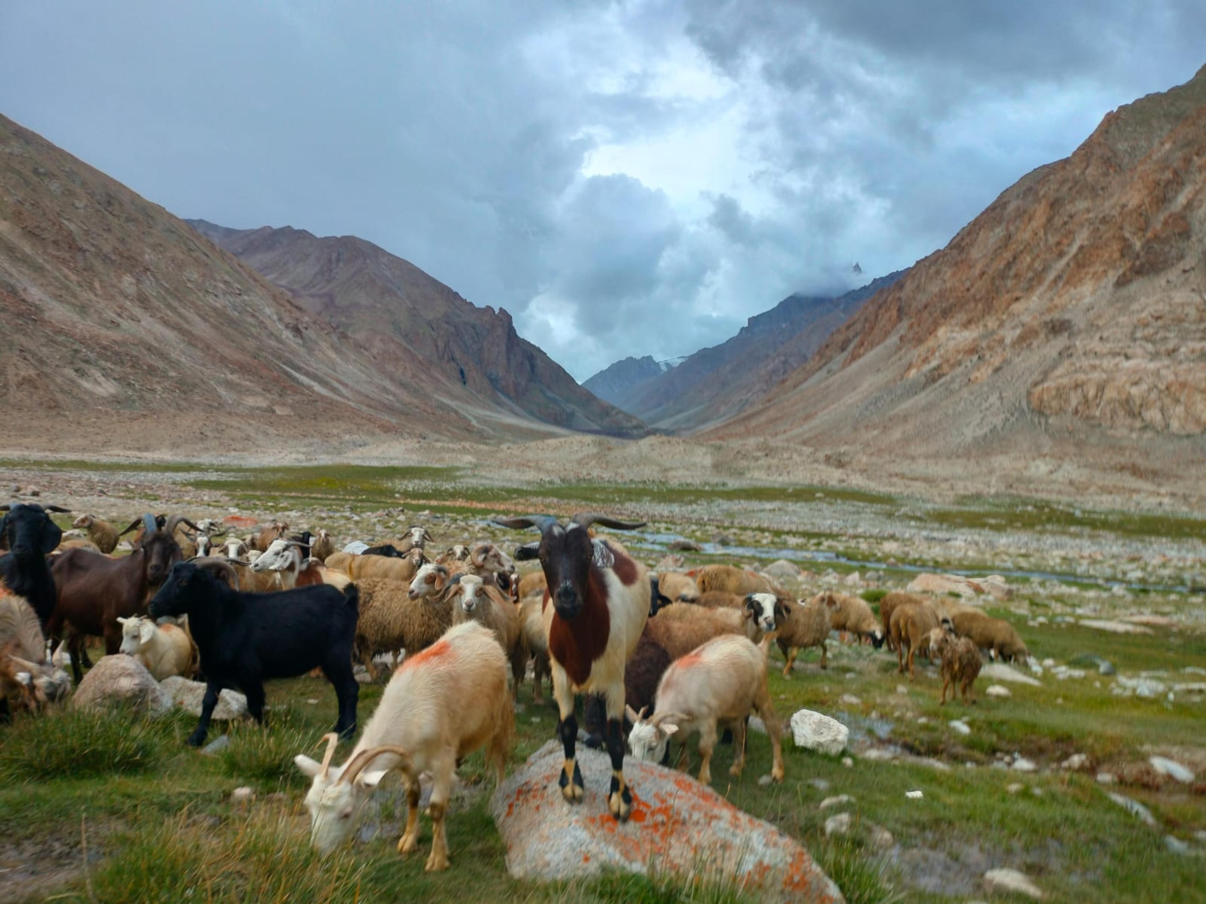 Flock of goats and sheep grazing on a green meadow by a stream, a goat standing on a lichen-covered rock, mountains behind