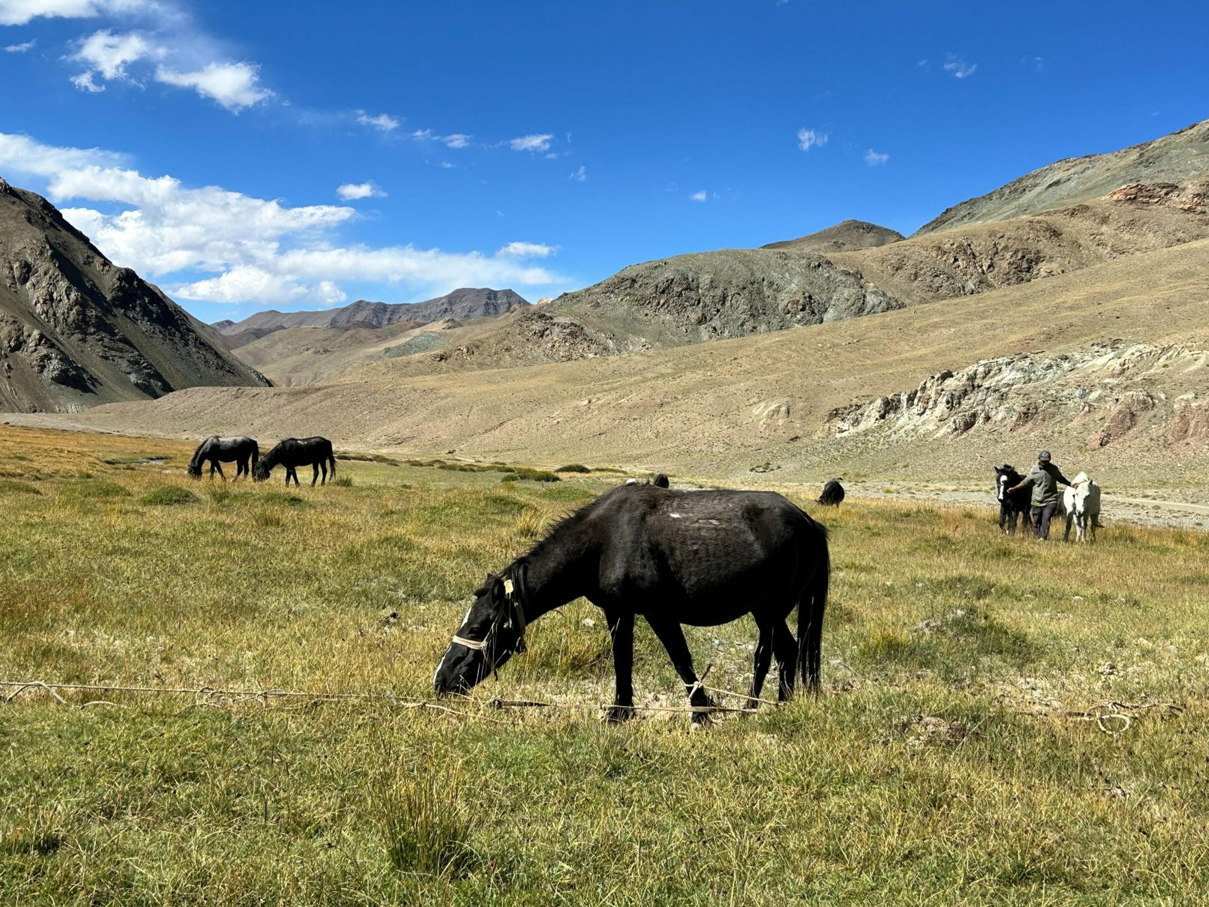 Black horse grazing on green grassland in the foreground, more horses and a horseman with a white horse behind, brown rocky mountains under a blue sky with white clouds in Ladakh
