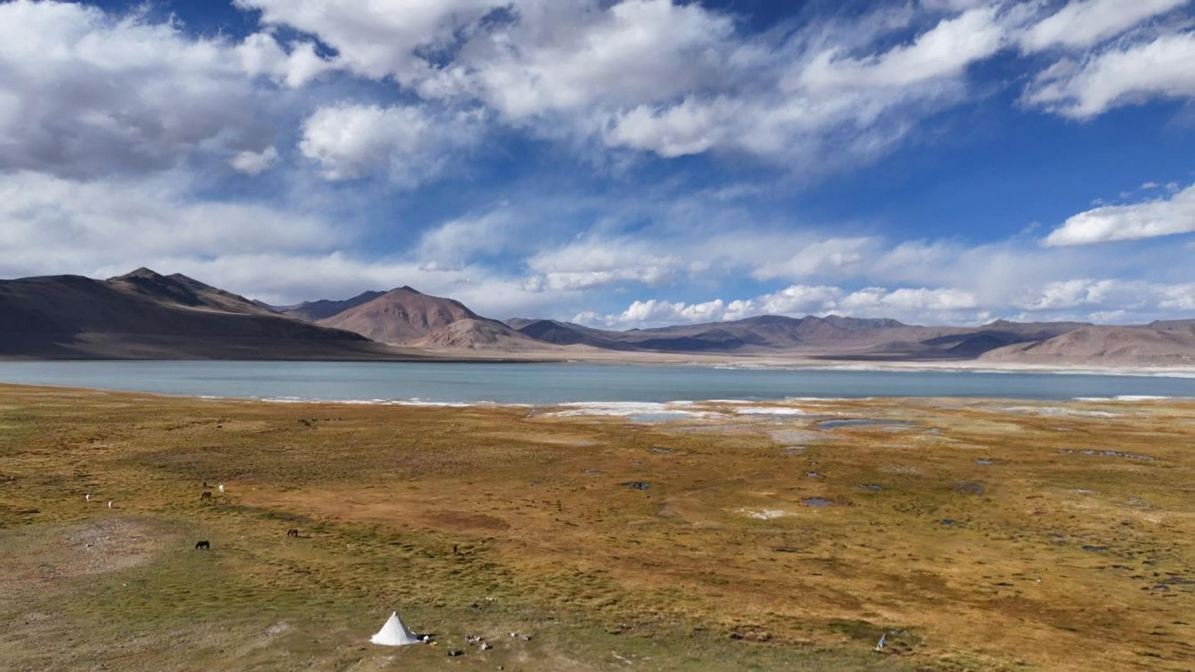 Aerial view of a turquoise lake surrounded by brown mountains under a blue sky with white clouds, golden grassland in the foreground with grazing horses and a small white tent in Ladakh
