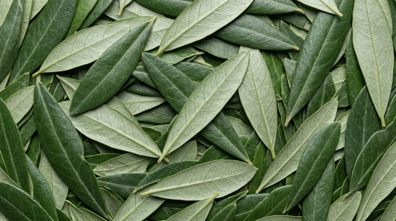 Olive Leaf Extract